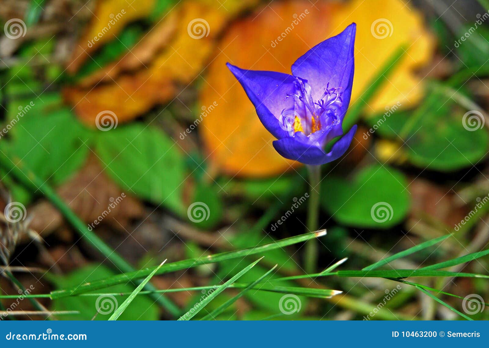 Blue Flower Stock Photo Image Of Flower Floral Blue 10463200