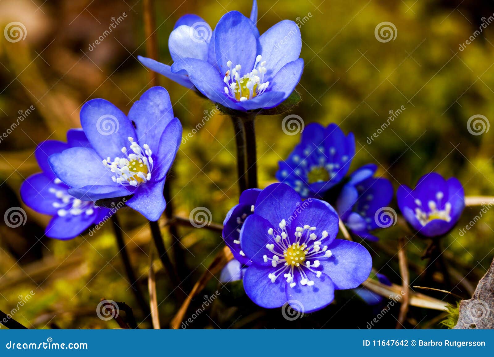Blue flower stock photo. Image of nectar, spring, hepatica 11647642