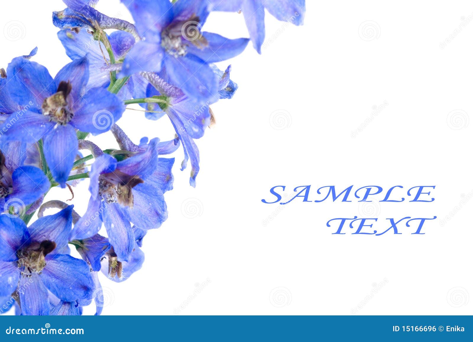Blue flower stock photo. Image of valentine, closeup 15166696