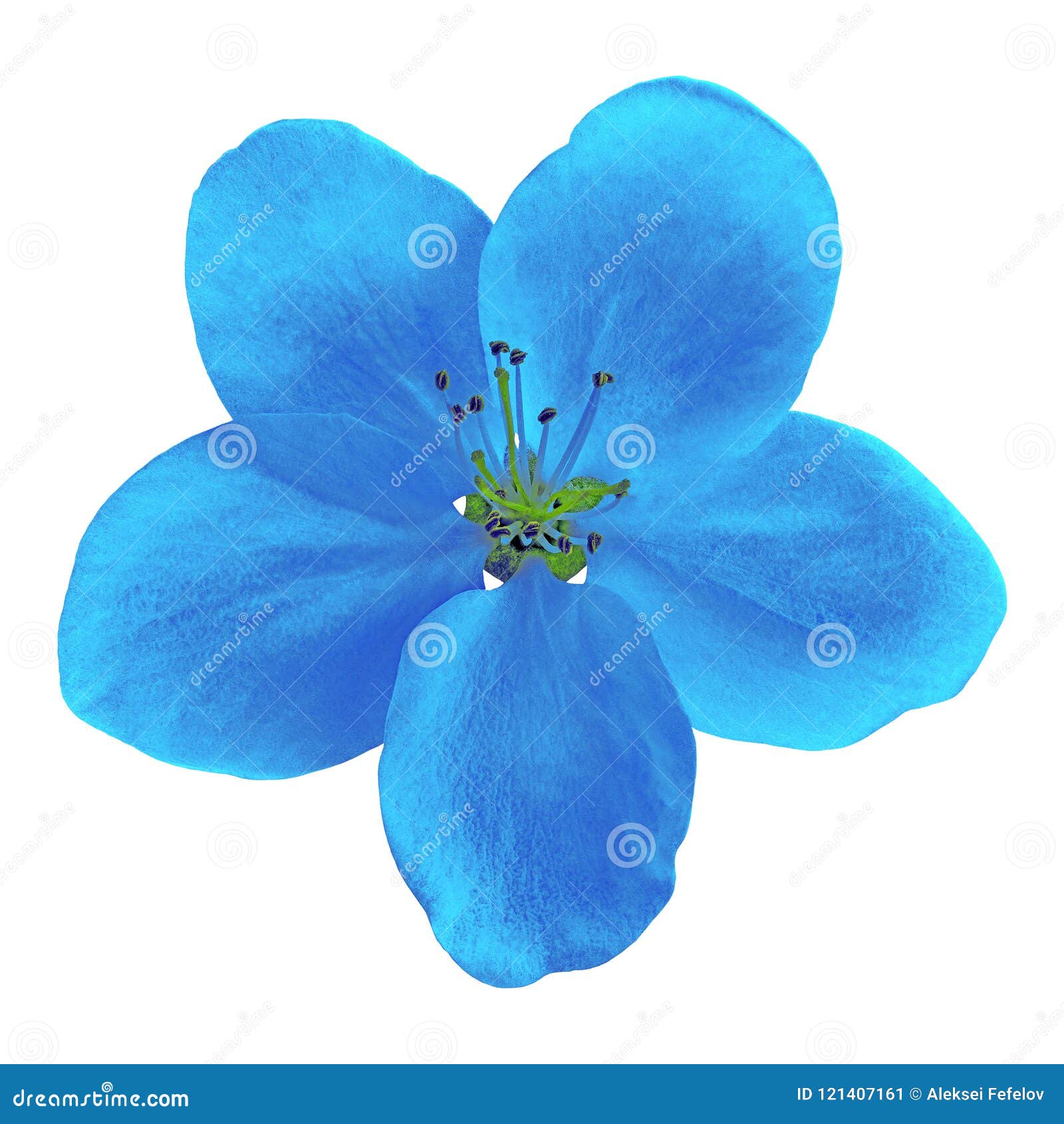 Blue Flower of Apple Tree Sakura Isolated on White Background. Closeup