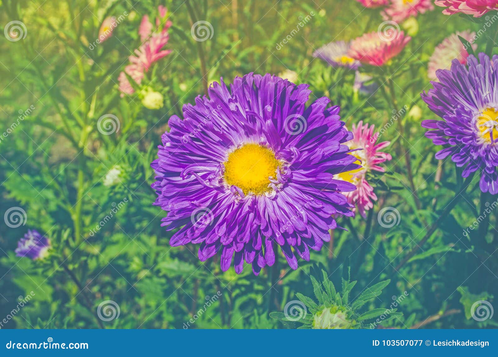 Blue Flower Asters Background With Autumn Blue Aster Stock Image Image Of Bouquet Aster 103507077