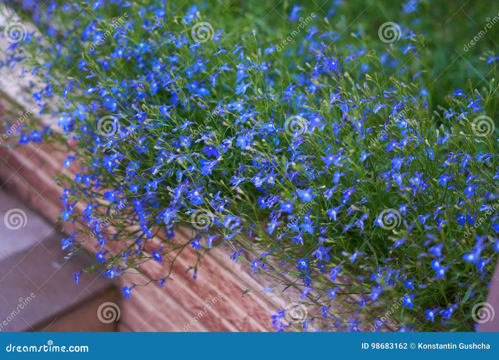 Blue flower bed in summer stock photo. Image of floral - 98683162