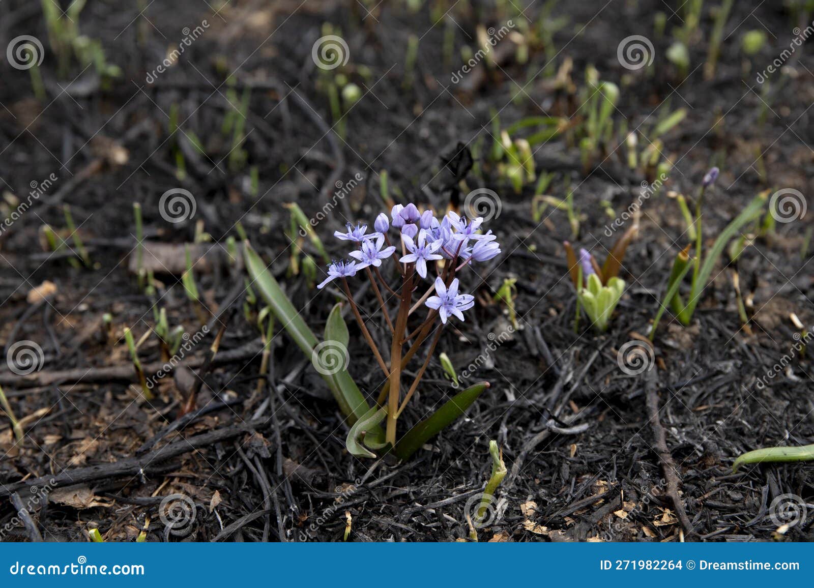 Blue Flower Can Survive on Ash of Burnt Grass Due To Wildfire Stock Photo Image of nature