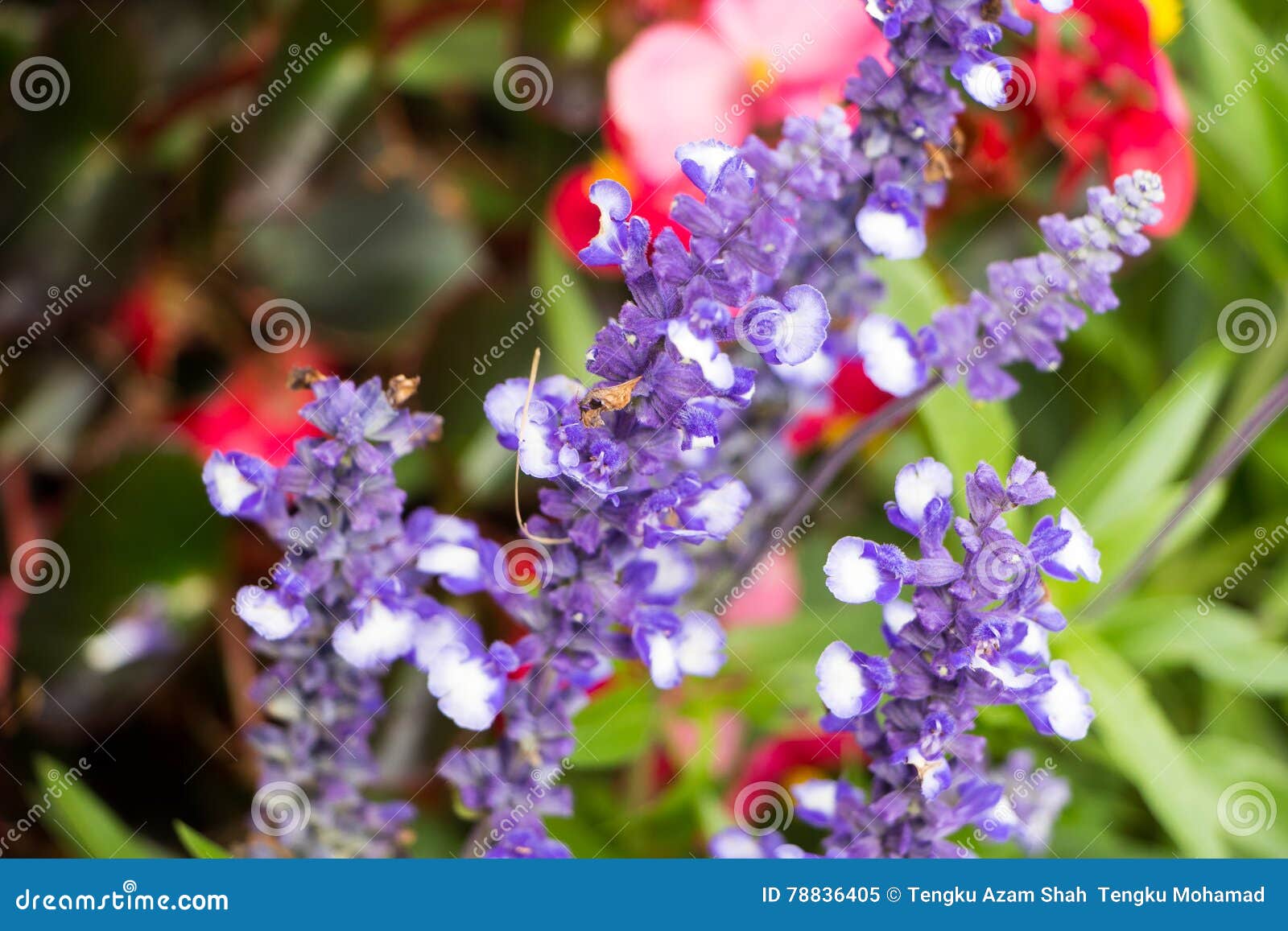 Blue Flower Cluster stock image. Image of bloom, botanical 78836405