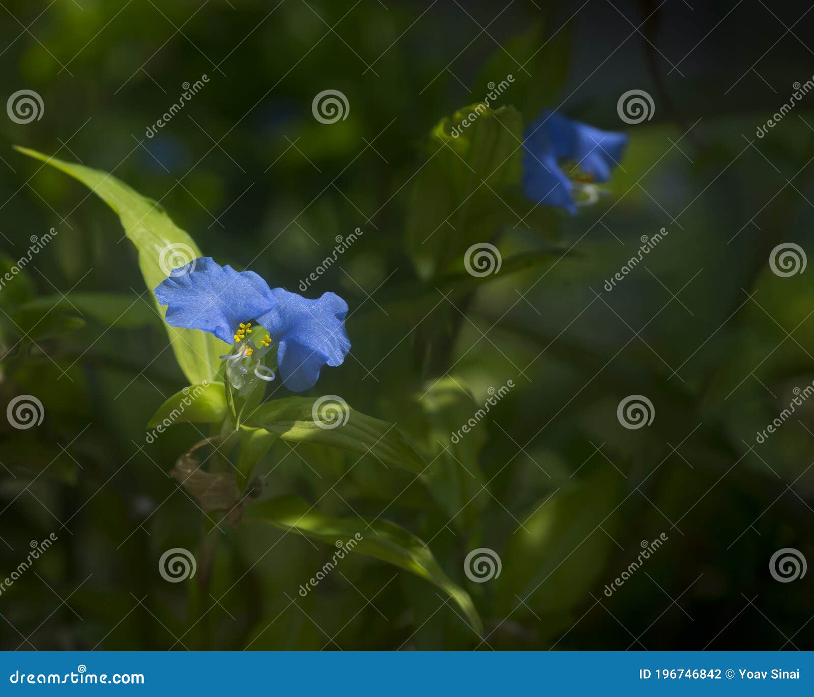 blue flower of erect dayflower