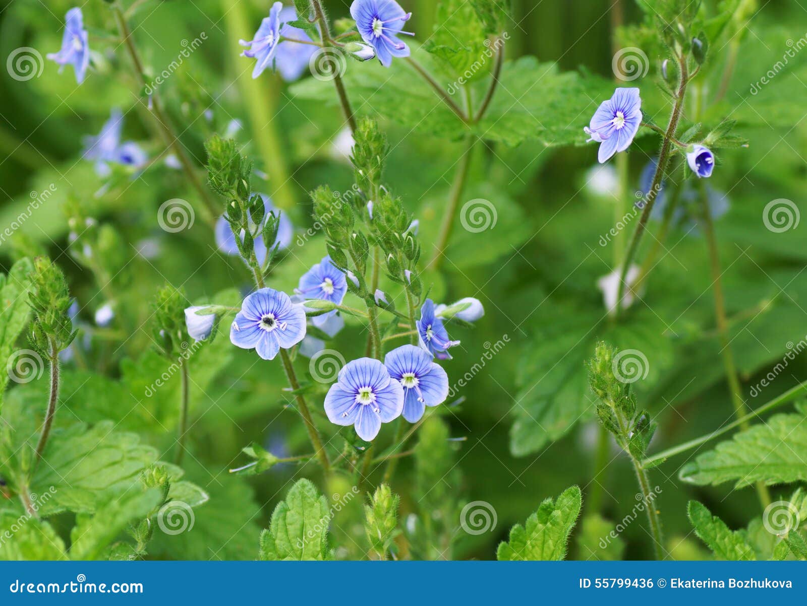 Blue flower in the garden. stock photo. Image of frame - 55799436