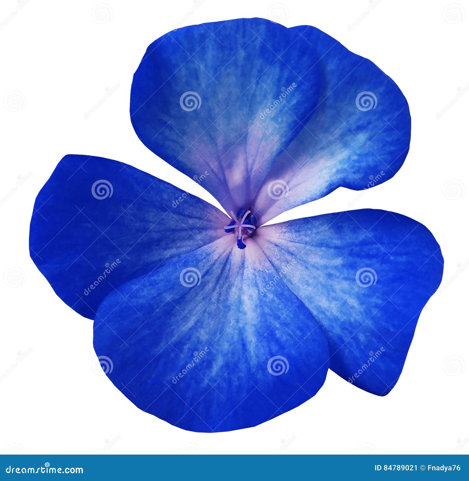 Blue Flower Geranium. White Isolated Background with Clipping Path ...