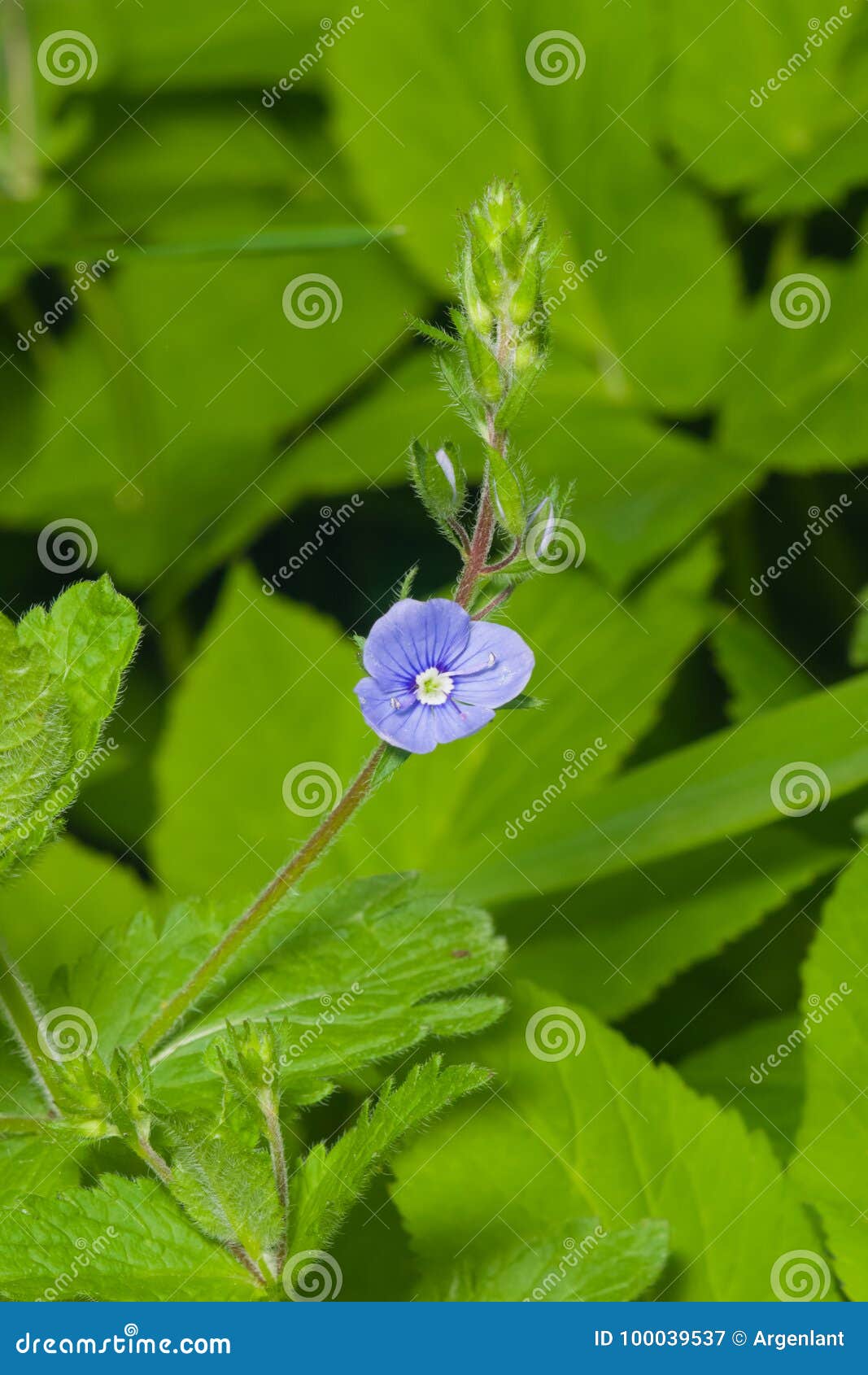 blue flower germander speedwell or veronica chamaedrys on stem macro, selective focus, shallow dof