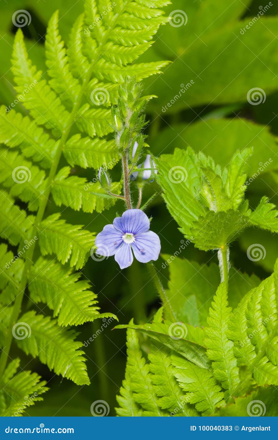 blue flower germander speedwell or veronica chamaedrys on stem macro, selective focus, shallow dof