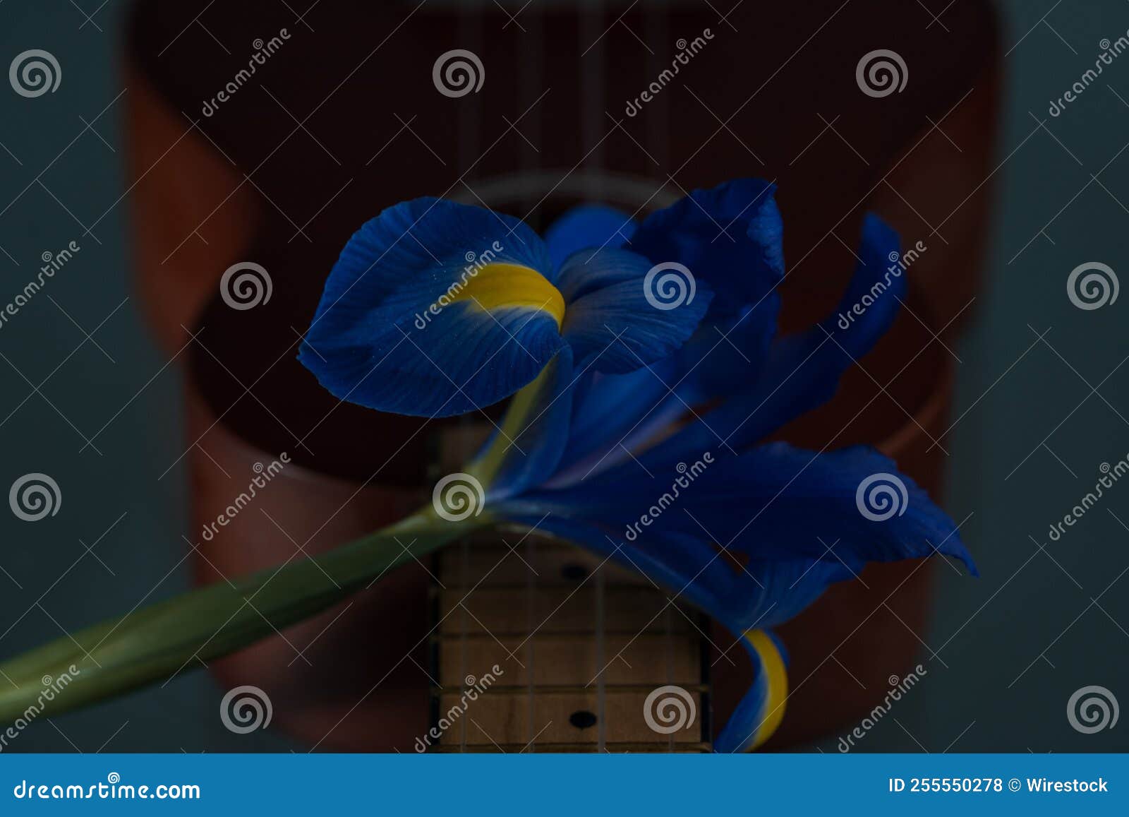 Blue flower on a guitar stock photo. Image of bloom 255550278