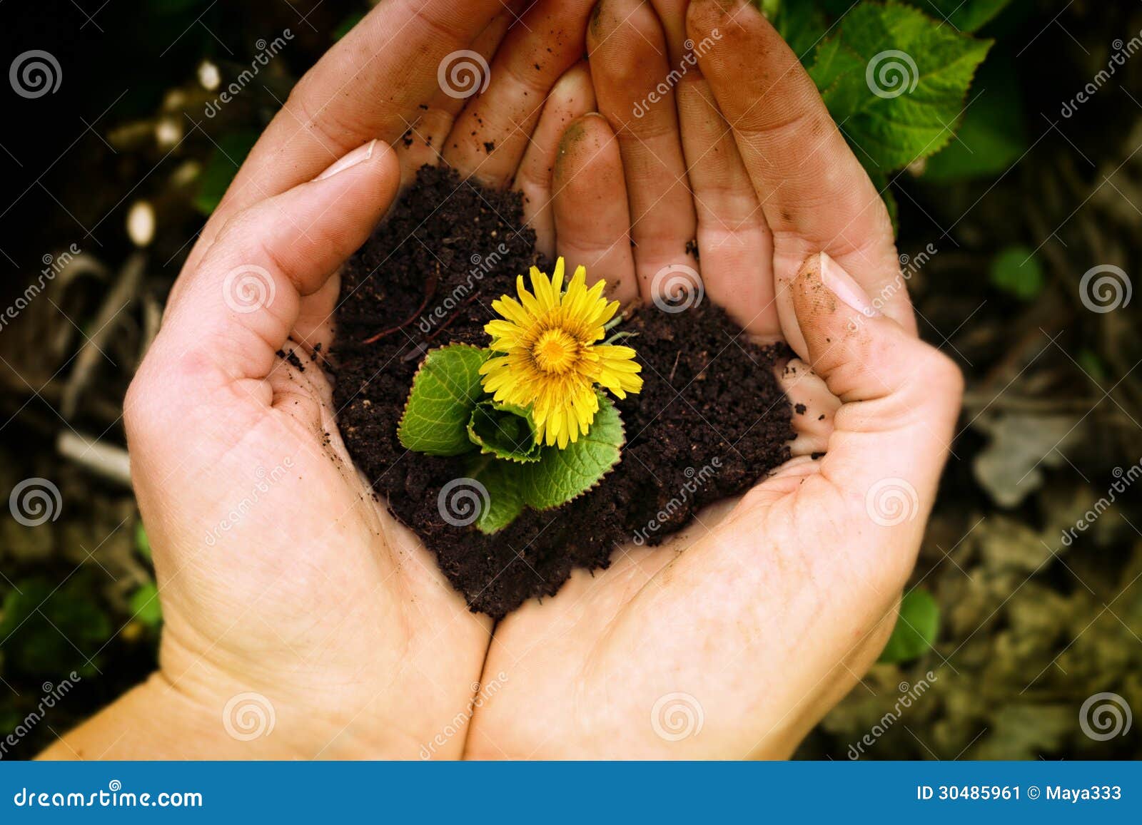 blue flower hands holding small plant yellow soil shaped as heart 30485961