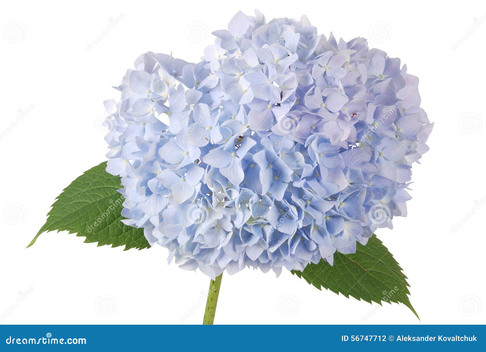 Blue Flower Hydrangea (Clipping Path) Stock Photo Image of living