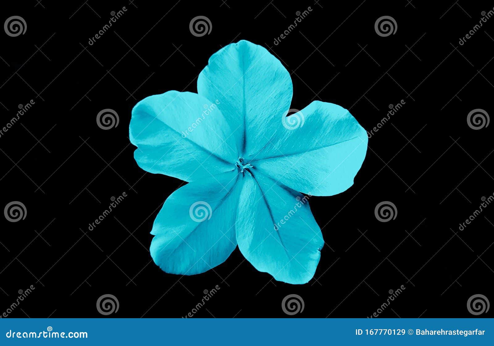 Blue Flower Isolated on Black Background Stock Image - Image of blue,  flowers: 167770129