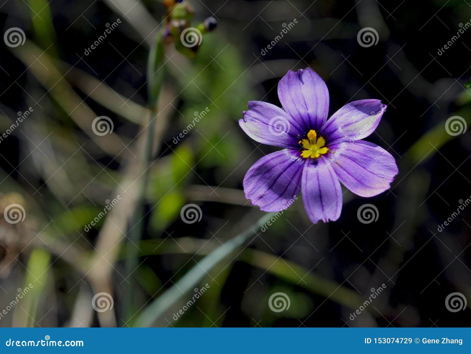 blue flower of lucerne blue-eyed grass