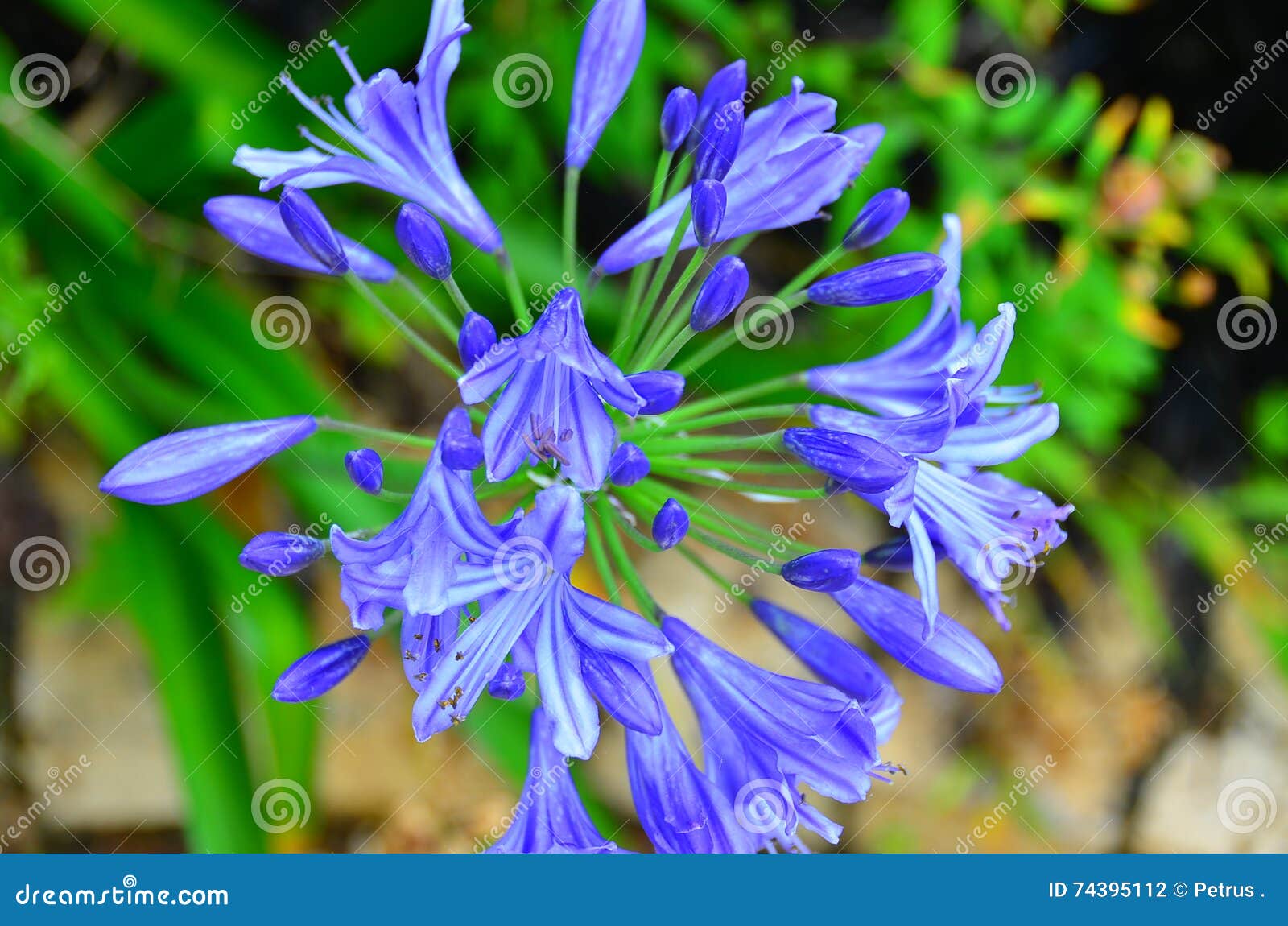 incredible blue agapanthus flower in new zealand garden stock photo