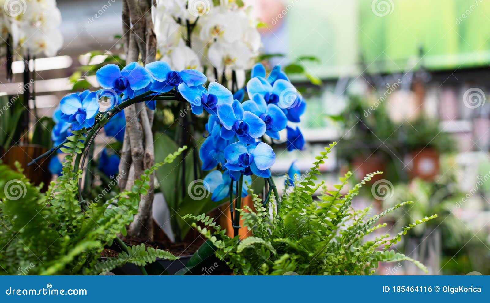 Blue Flower Orchid Blossom Royal Blue Phalaenopsis. Natural Branch of a  Blossoming Orchid, Selection and Chemical Coloring of Stock Photo - Image  of retail, petals: 185464116
