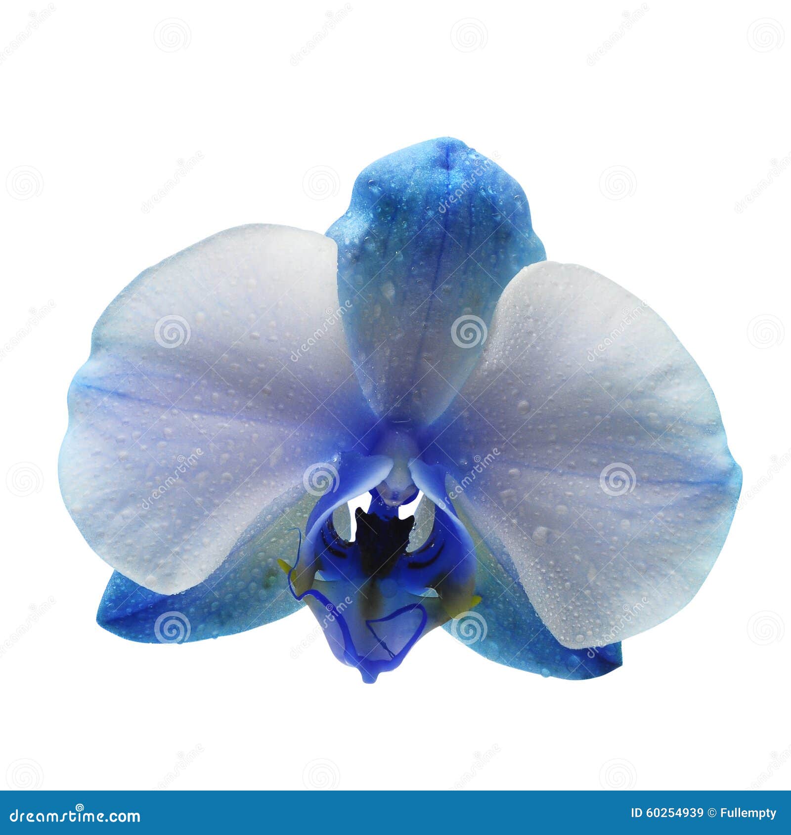Blue Flower Orchid Isolated On White Background Stock Image - Image of