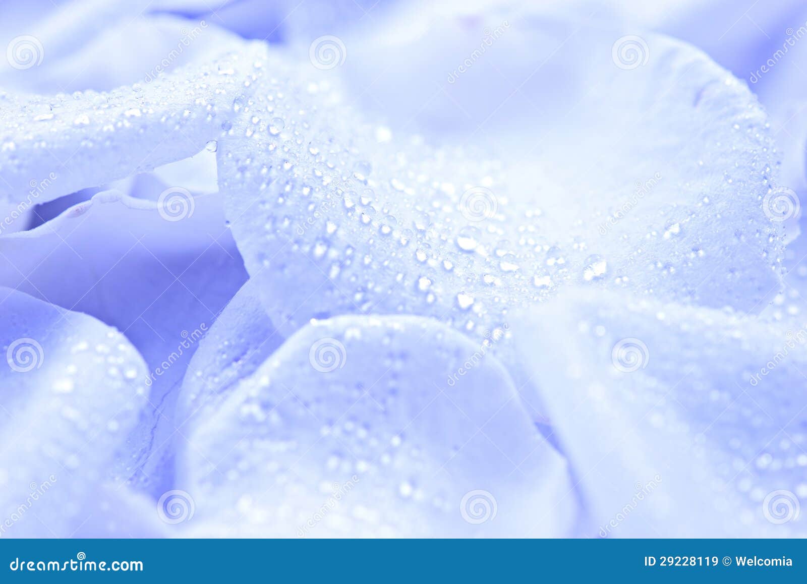 Blue Flower Petals stock image. Image of details, macro 29228119