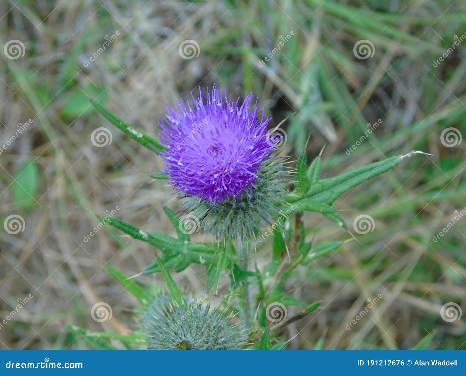 Blue Flower of a Scottish Thistle Stock Photo Image of meadow, petal