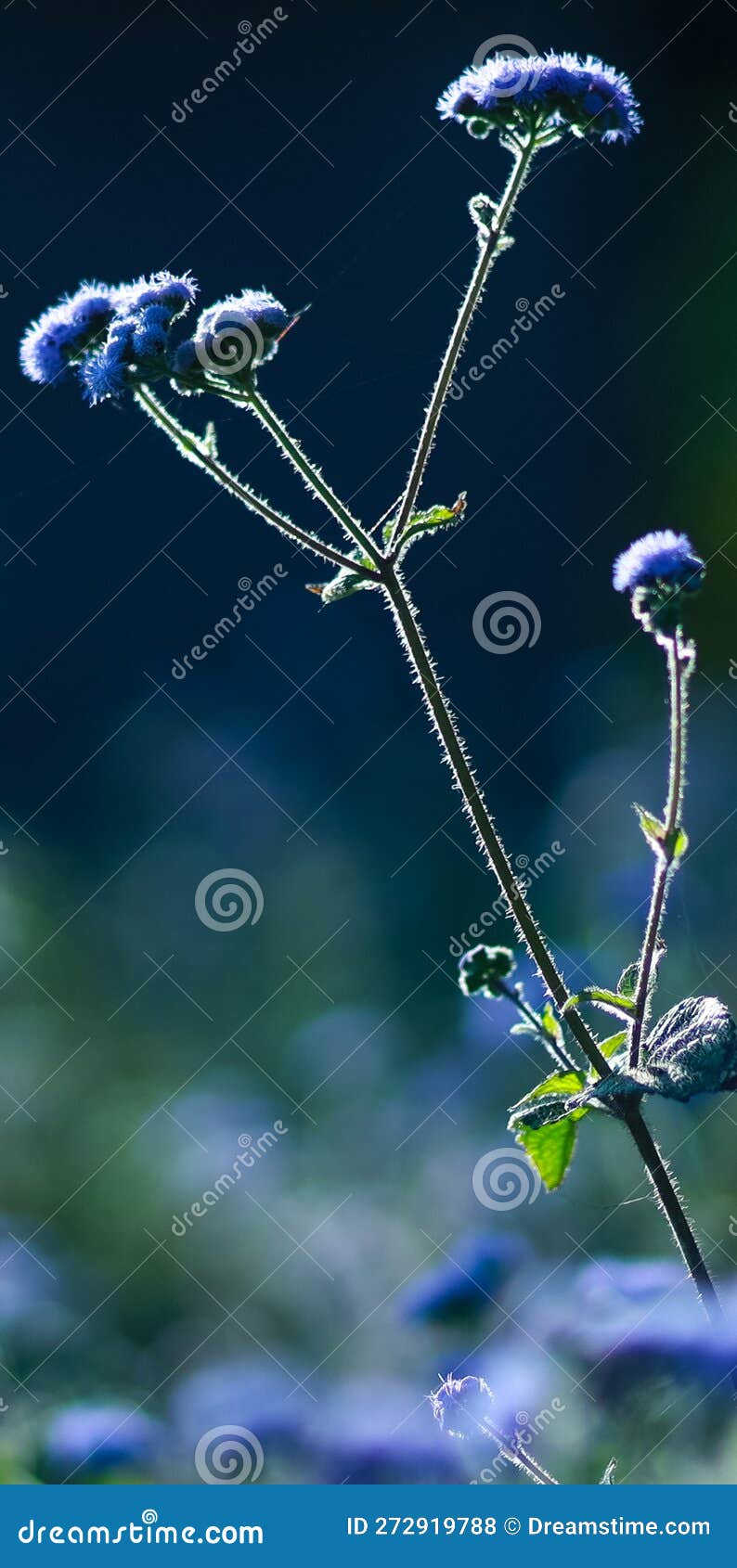 Blue Flower Wallpaper and Background Green Leaves Stock Photo Image