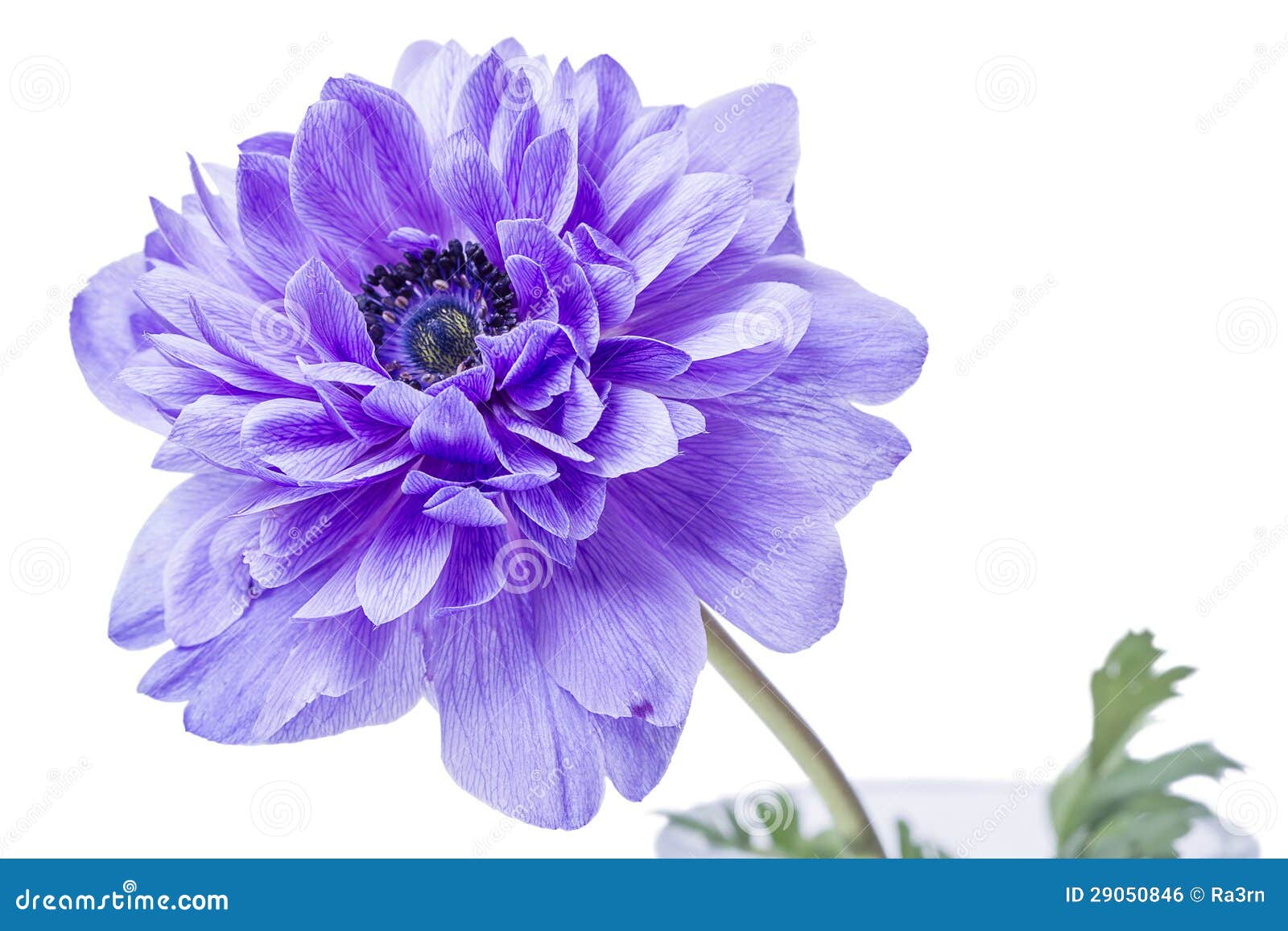 Blue Flower on white stock photo. Image of beauty, cultivated - 29050846