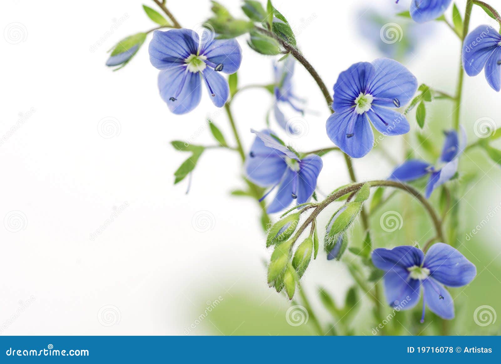 Blue Flower on a White Background Stock Photo - Image of heat, isolated: 19716078