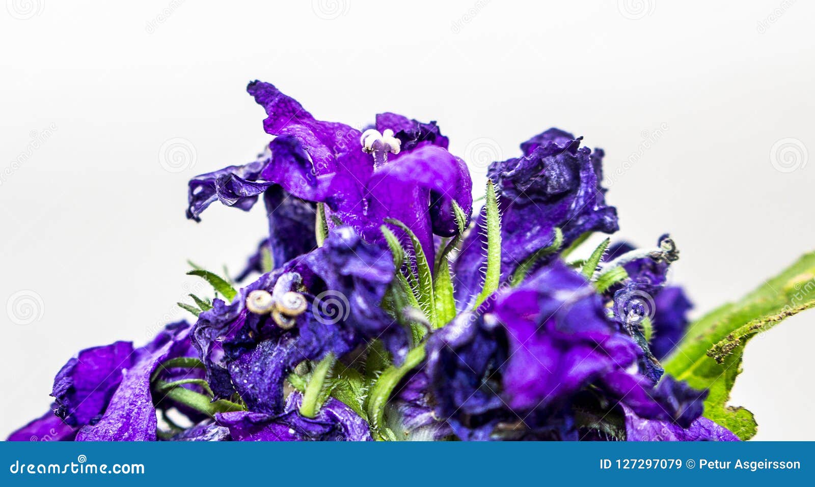 Blue Flower on White Isolated Background Stock Image - Image of blossom