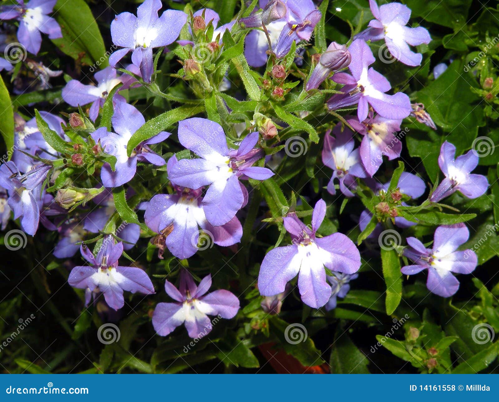 Blue flowers stock photo. Image of macro, plant, white - 14161558