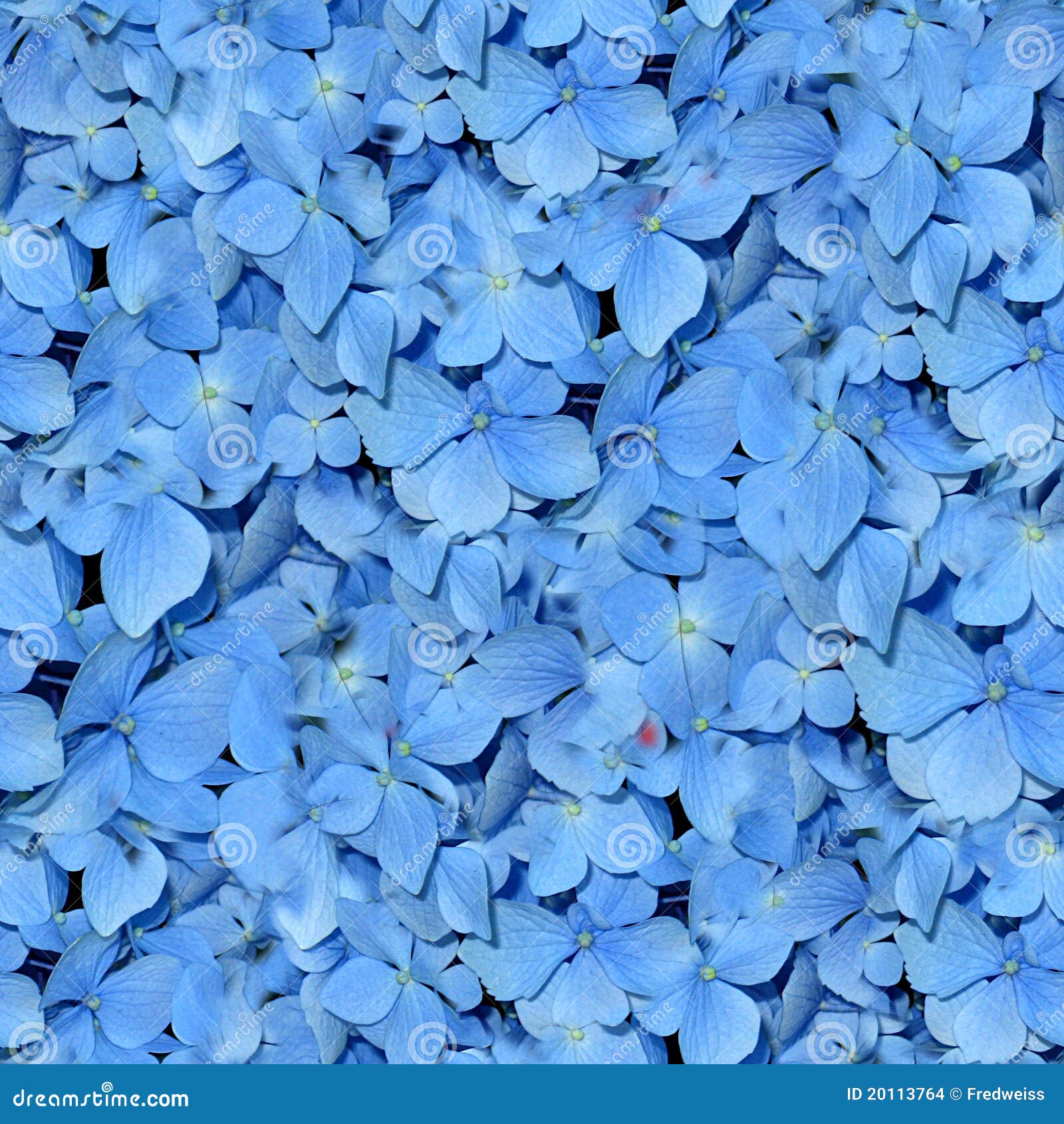 Blue Flowers stock photo. Image of seamless, background 20113764