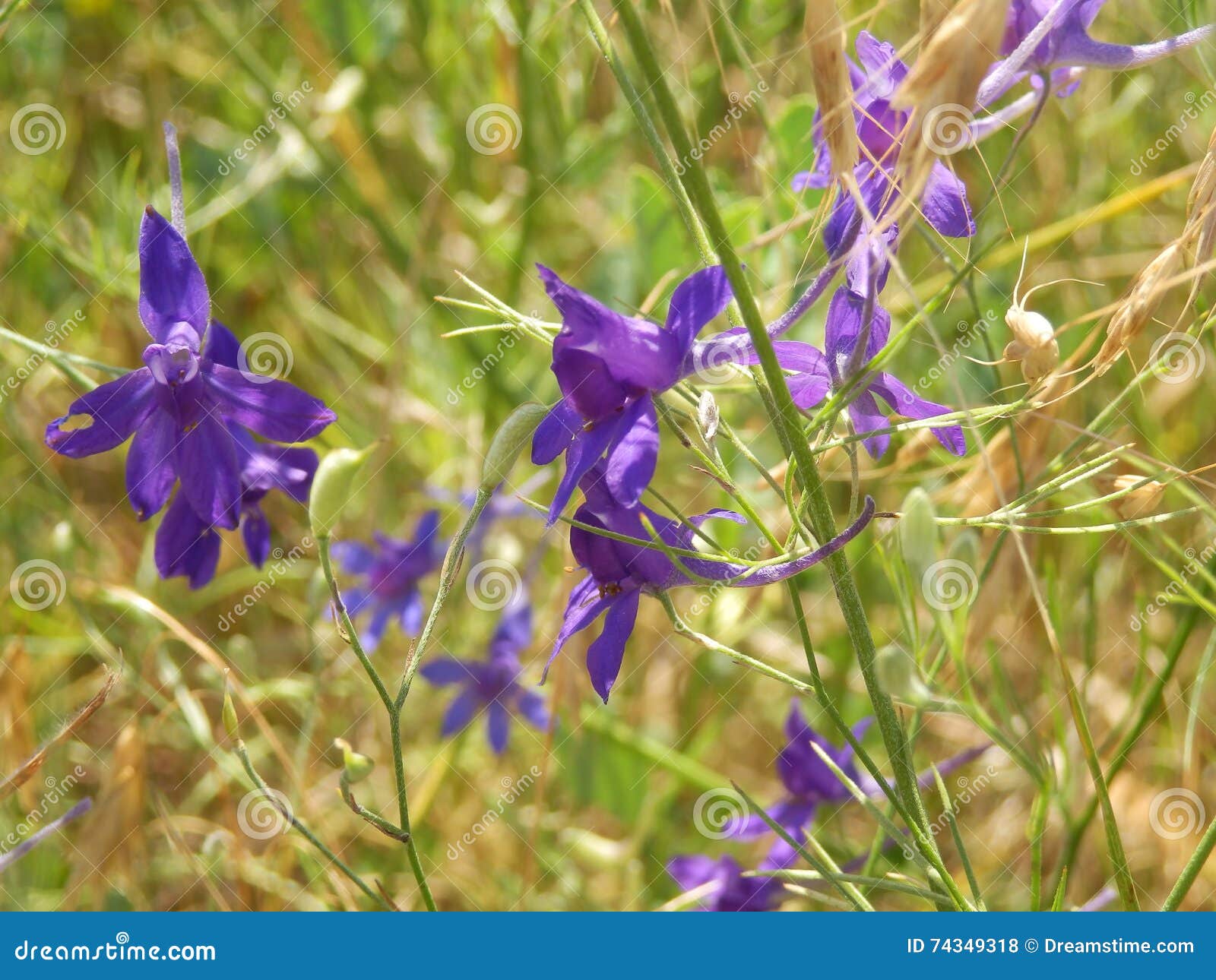 Blue flowers stock photo. Image of lake, nzsolt, flowers 74349318