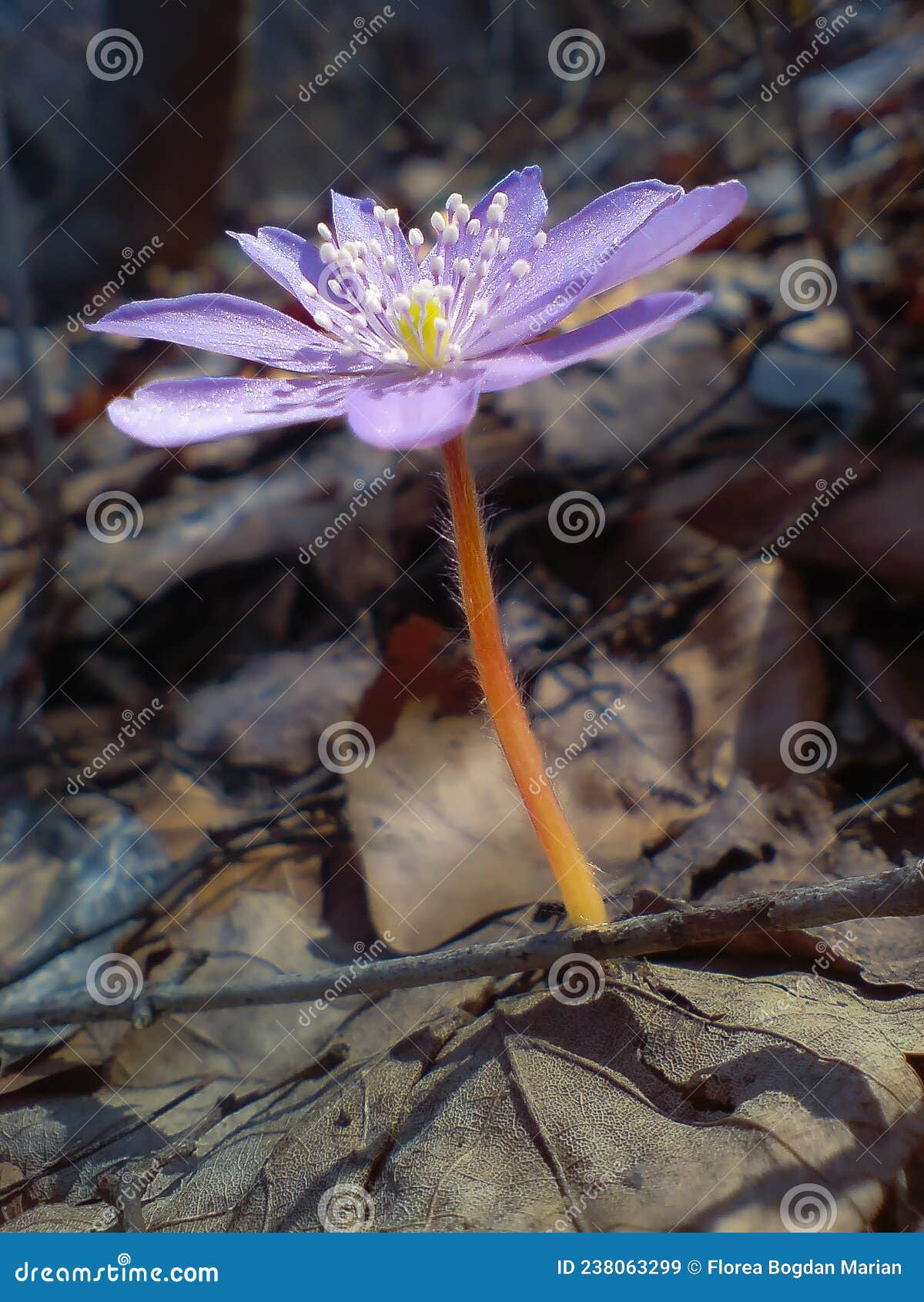 Blue Flowers Bloom on a Hillside in Early Spring Stock Image Image of