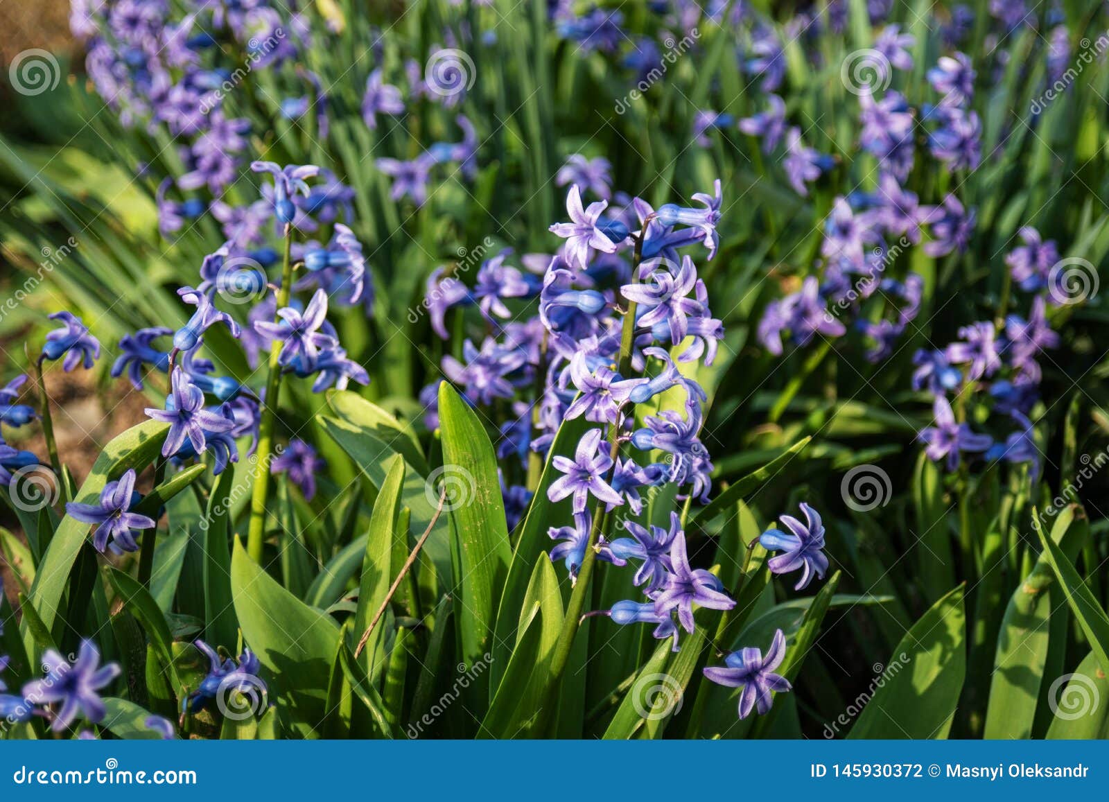 Blue Flowers Bloom in the Spring Stock Photo Image of gardening