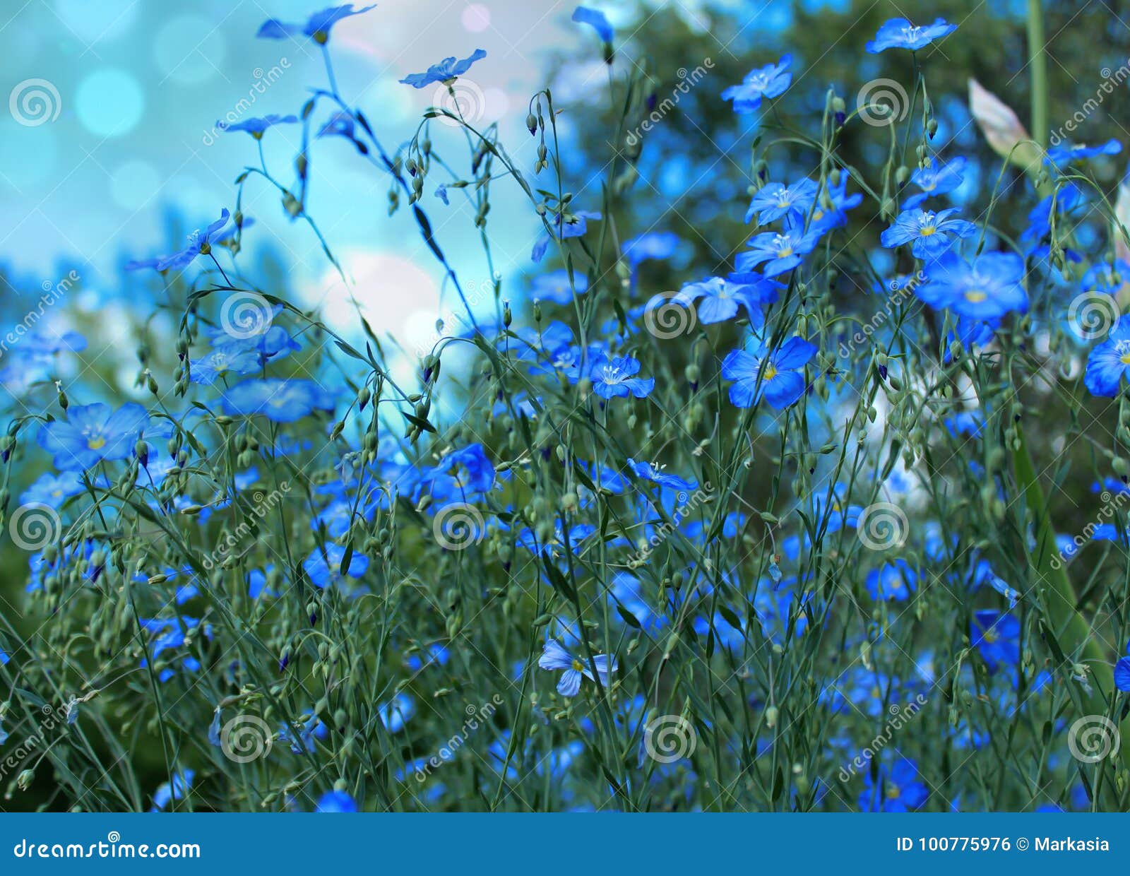 Blue Flowers on Blue Sky Background. Stock Photo - Image of background