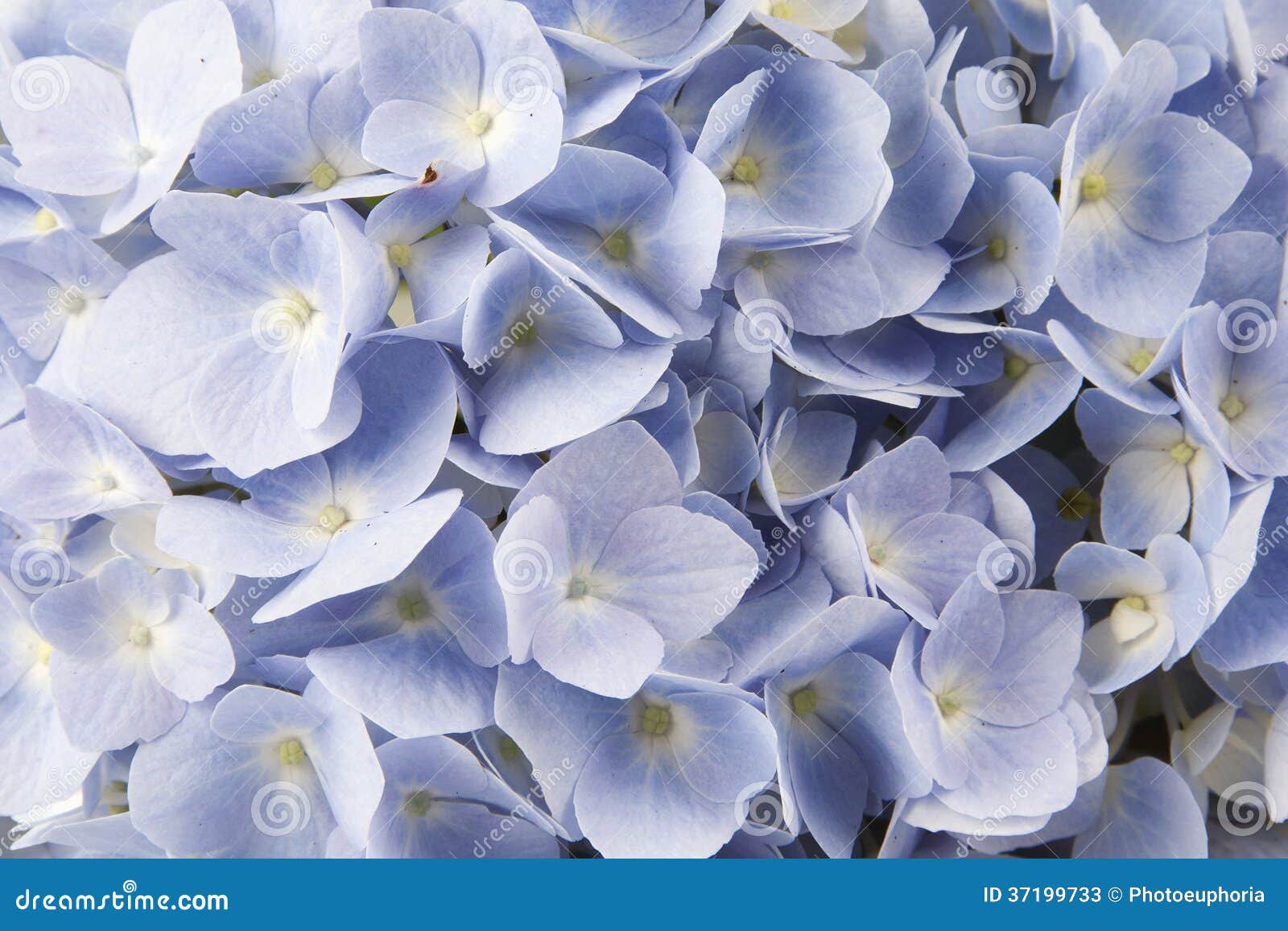 Blue Flowers stock image. Image of white, elegant, single 37199733