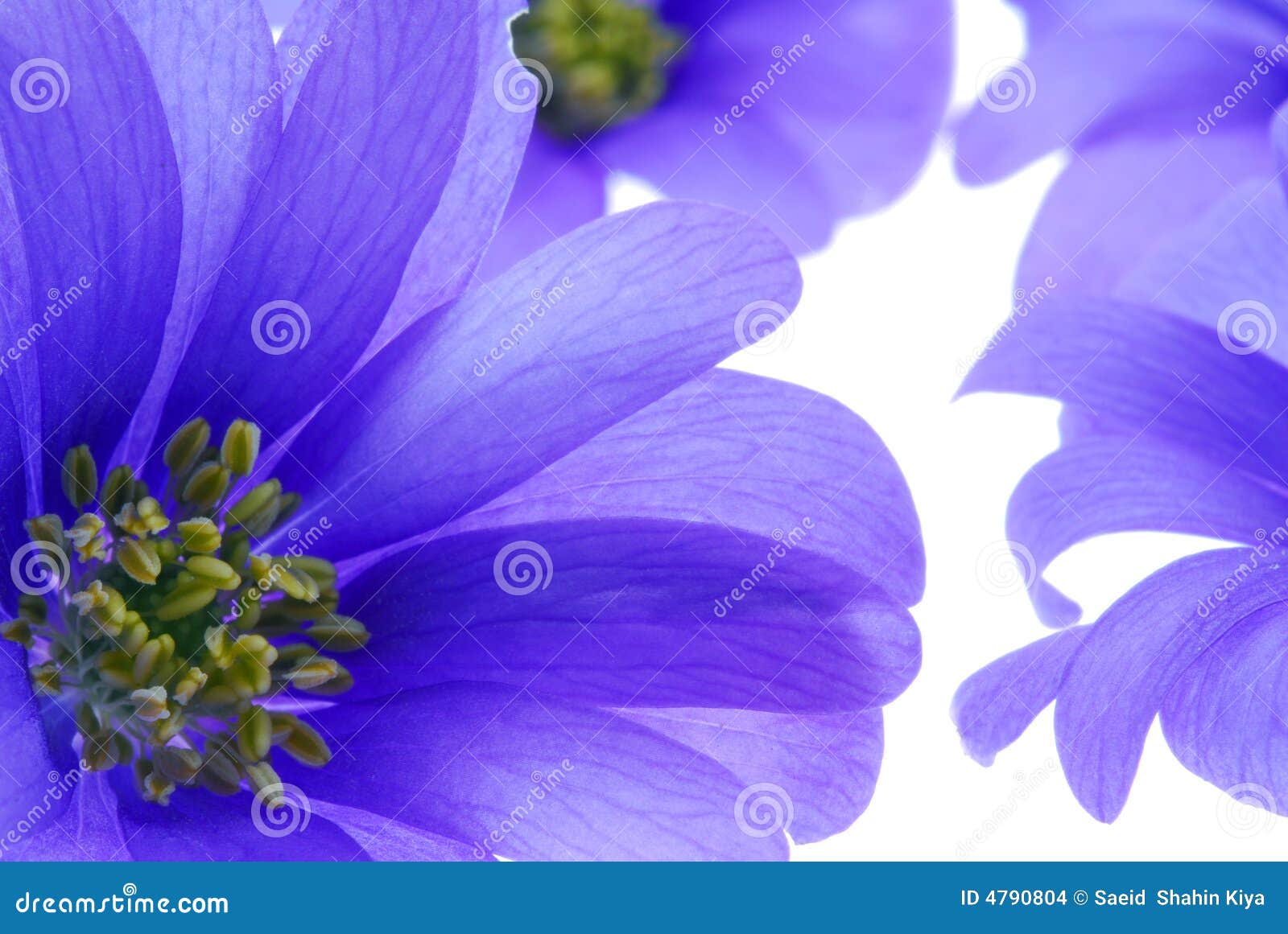 Blue flowers closeup stock photo. Image of white, detailed - 4790804