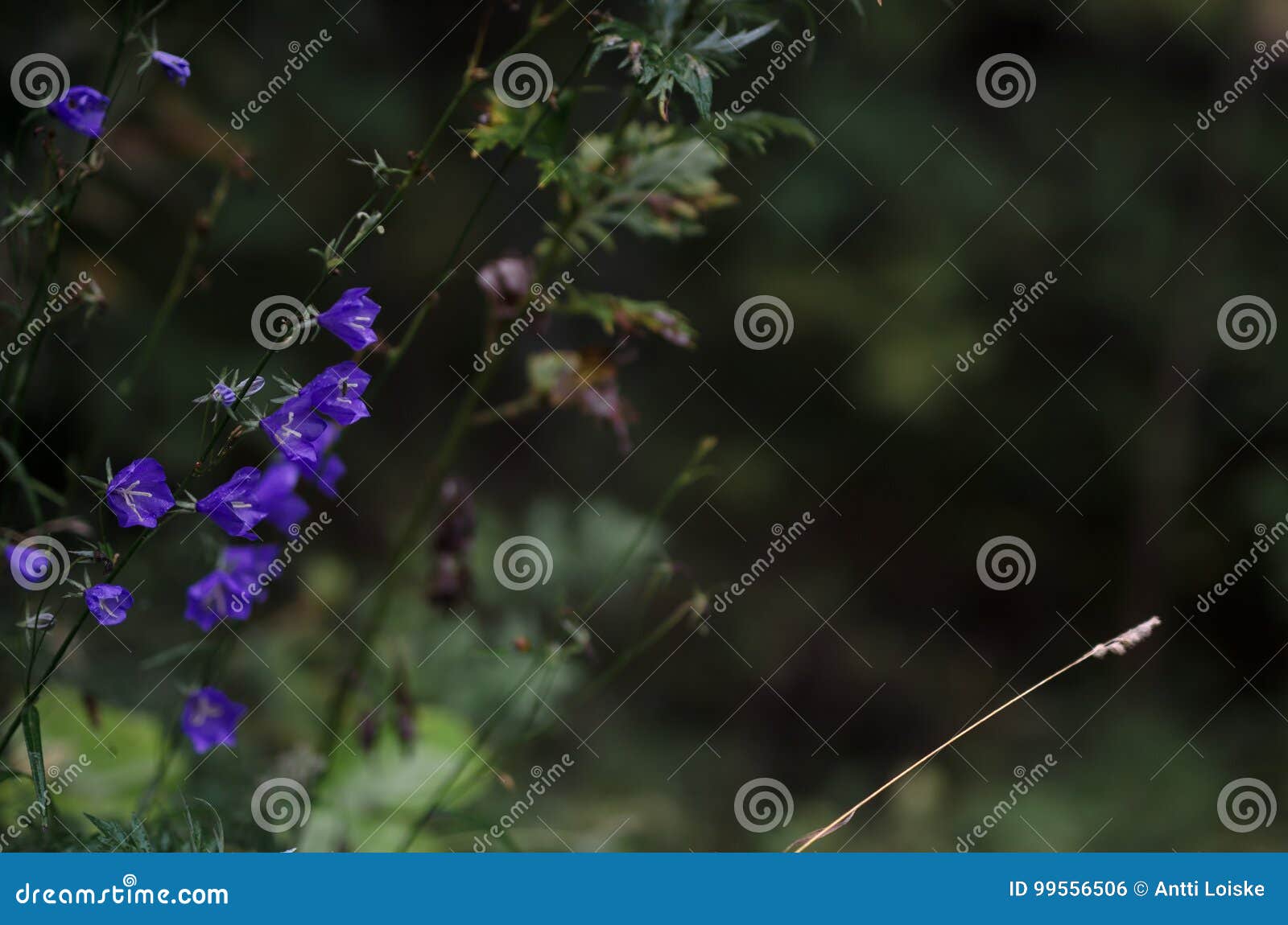 Blue Flowers stock photo. Image of wildflowers, closeup 99556506