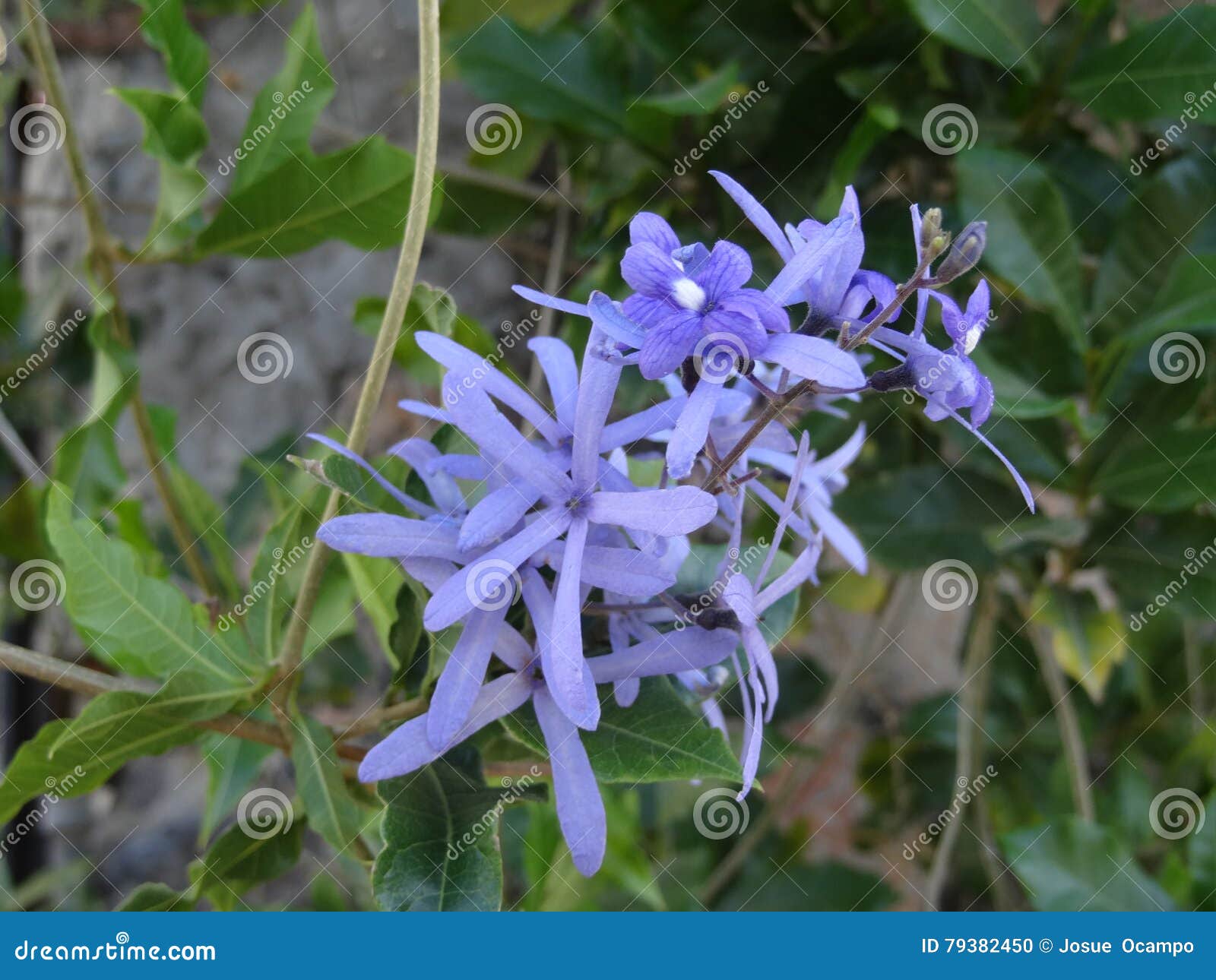 blue flowers. flores azules