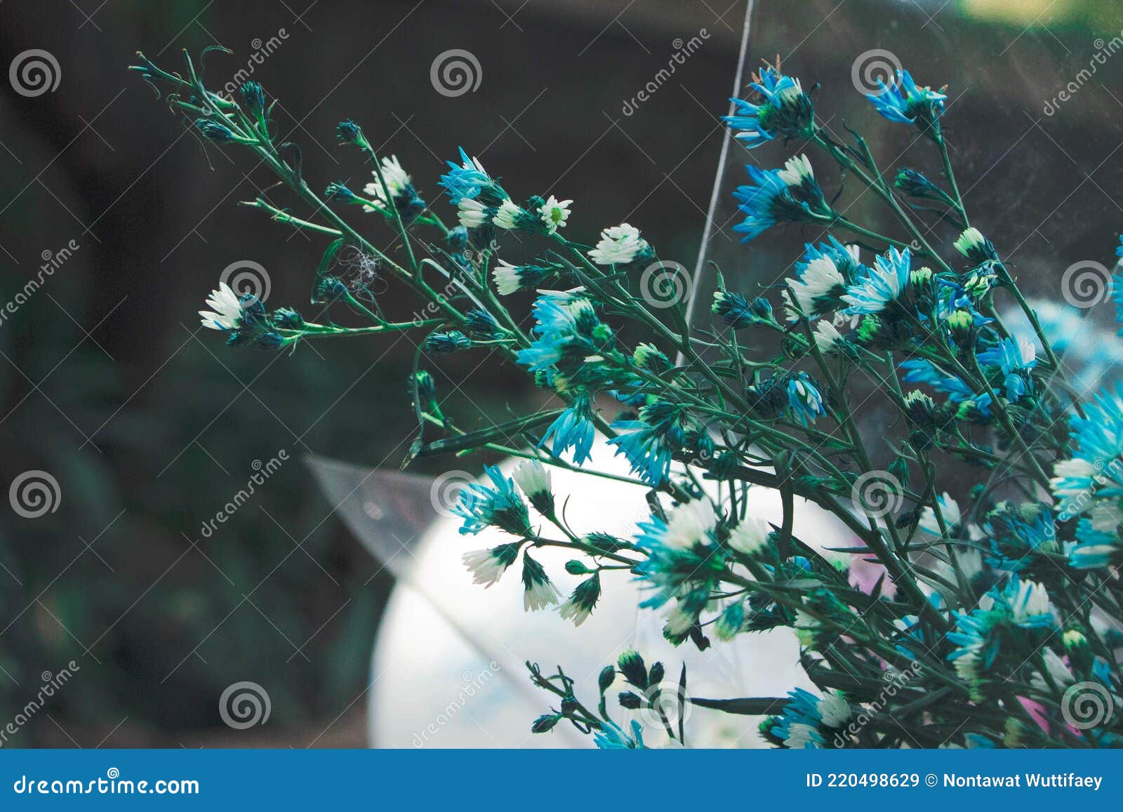 Blue Flowers for Graduation Stock Image Image of hope, light 220498629