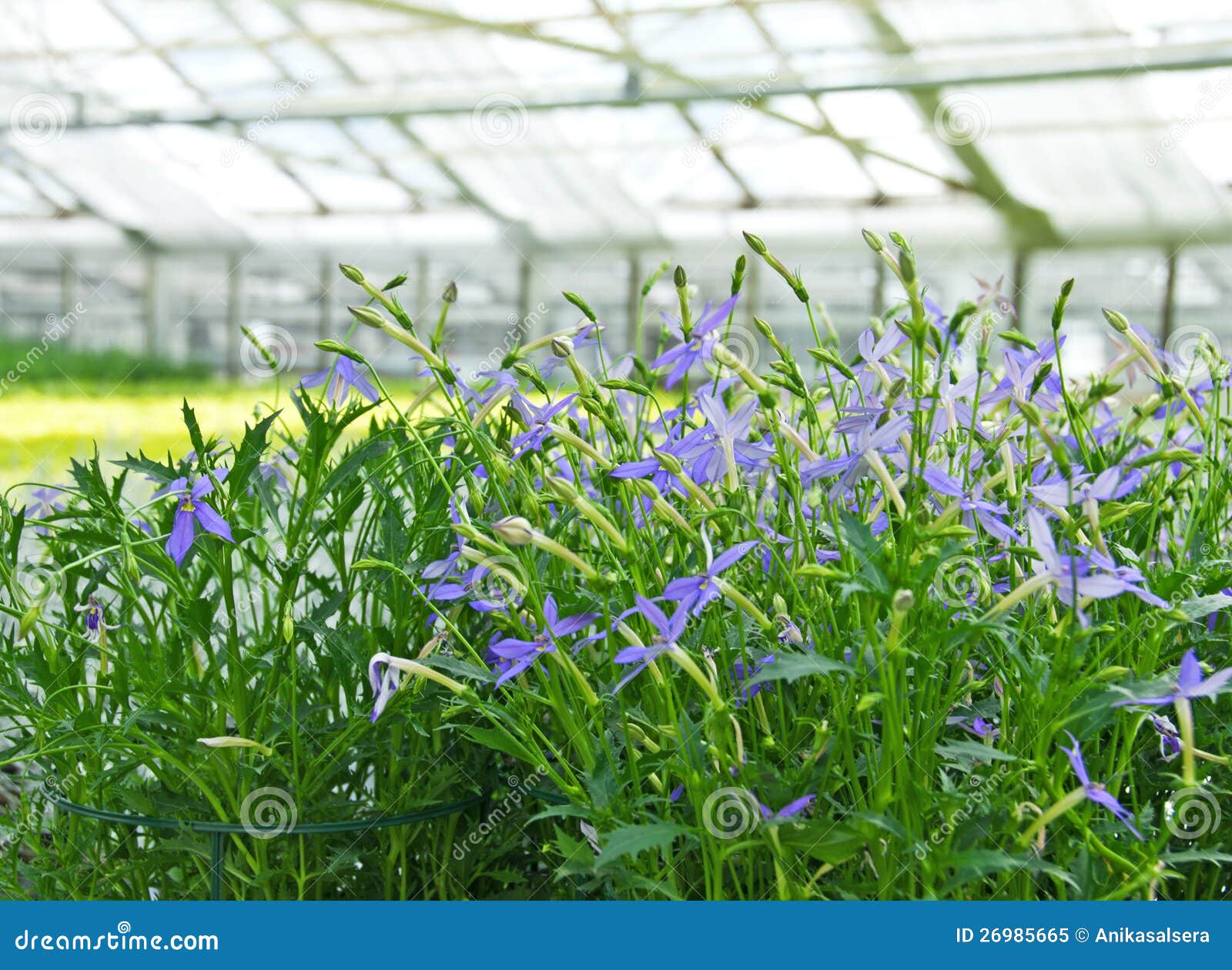 Blue Flowers in a Greenhouse Stock Image Image of colourful, floral