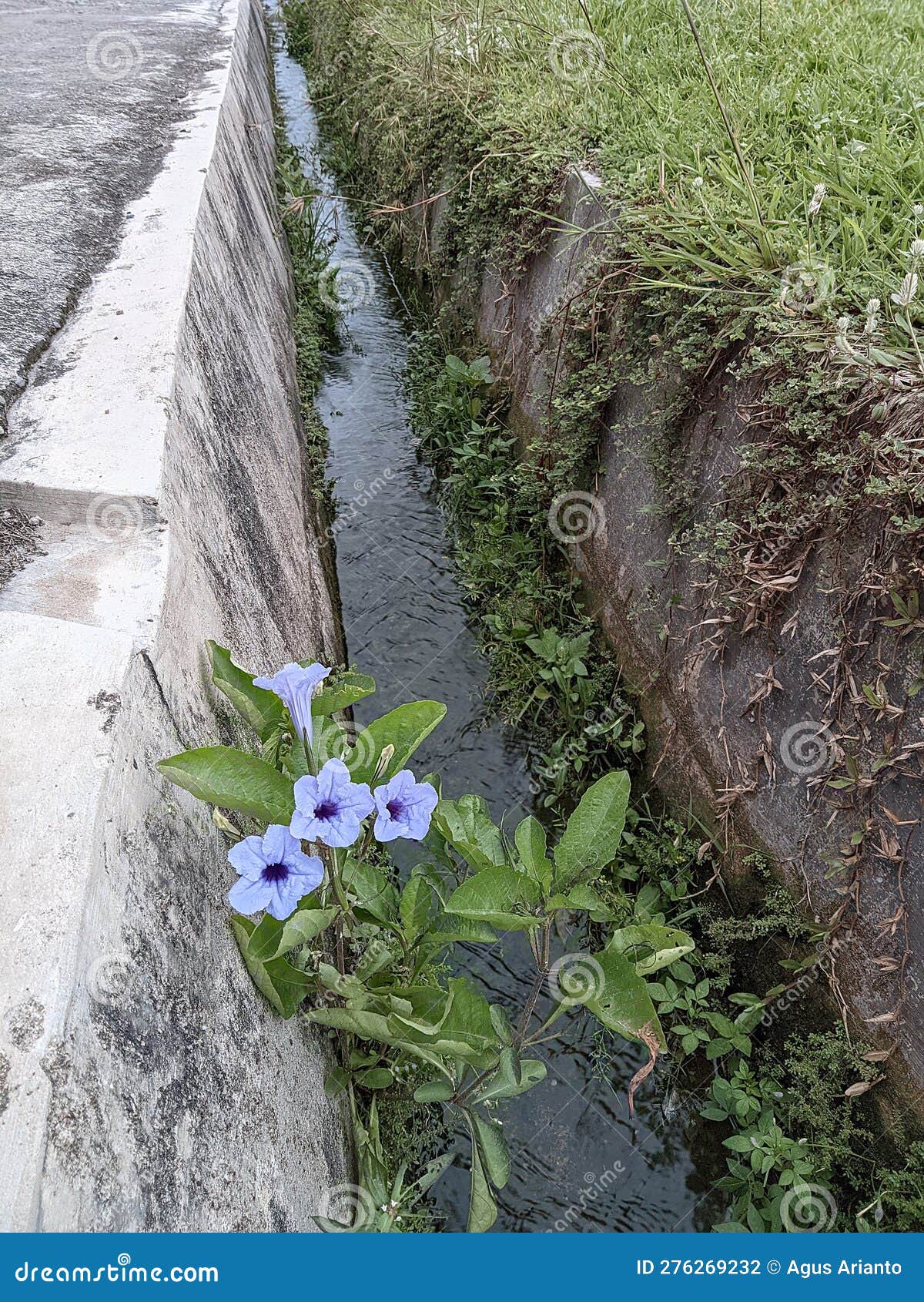 Blue Flowers Grow in Ditches Stock Photo Image of water, ditches