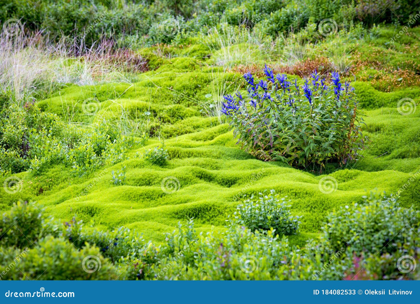 Blue Flowers Grow on a Green Carpet of Moss in the Forest Stock Image