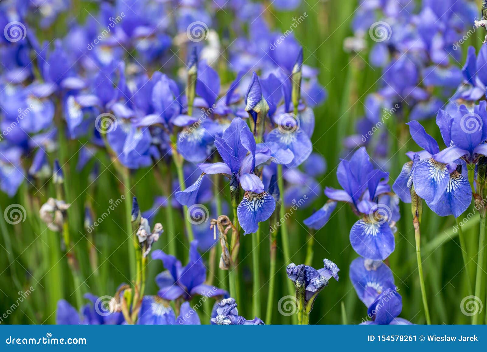 Blue Flowers Iris Versicolor Beautifully Blooming in the Garden. Stock ...