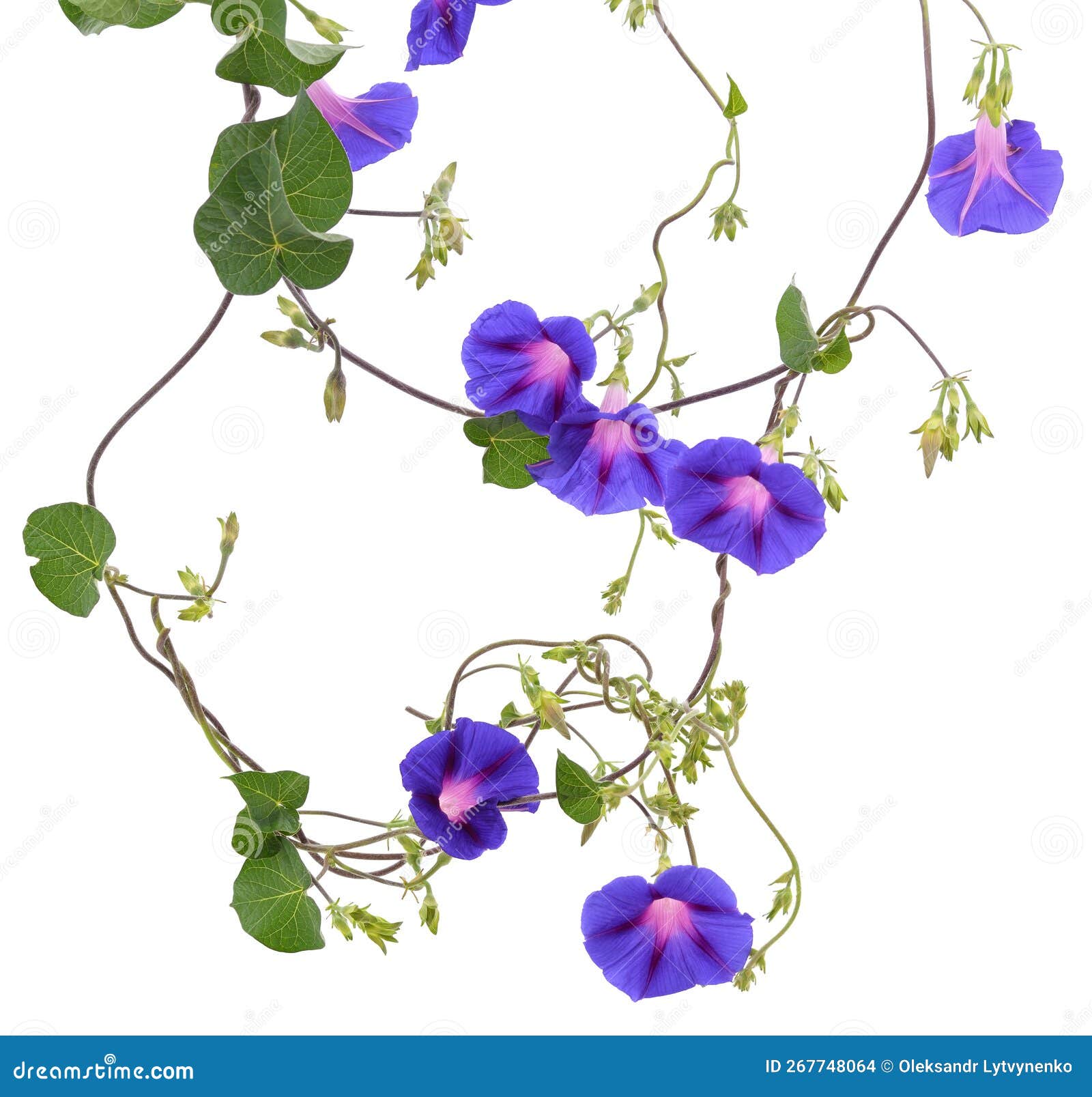 Blue Flowers of Morning Glory Stock Photo Image of morning, ipomoea