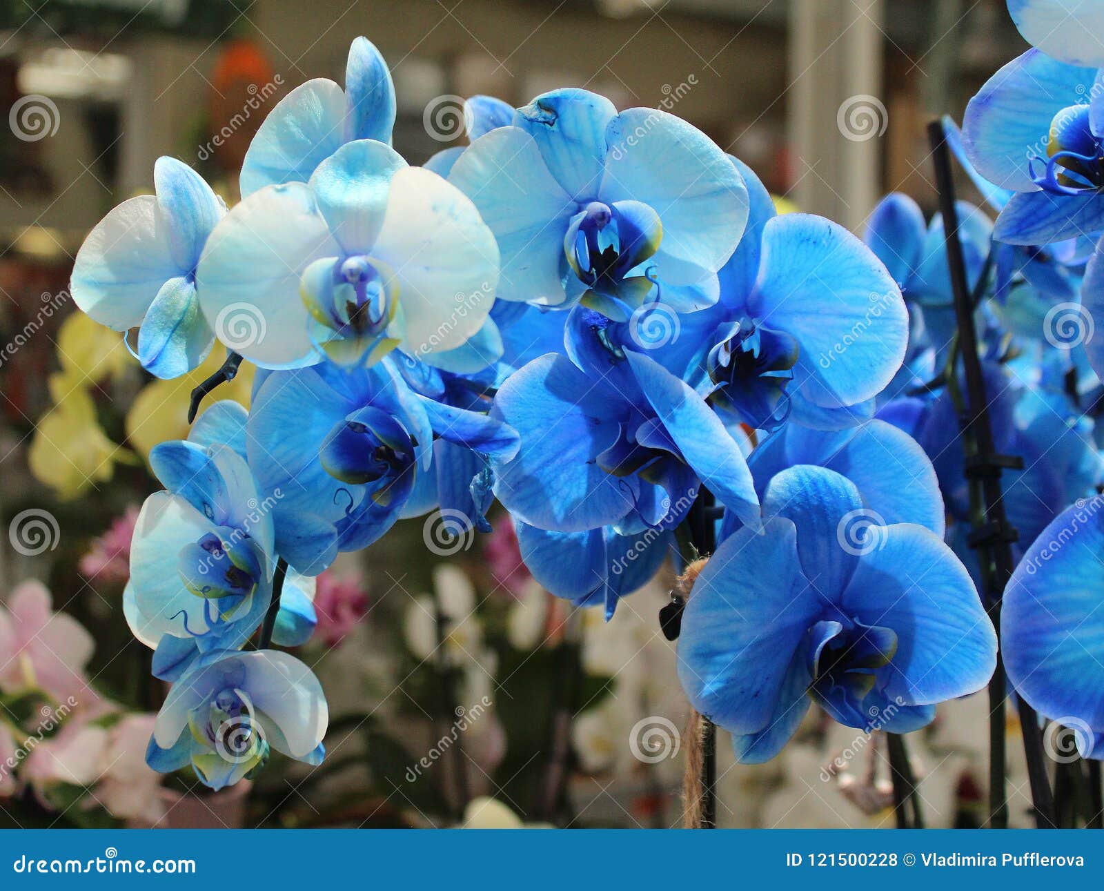 blue flowers of phalaenopsis orchid