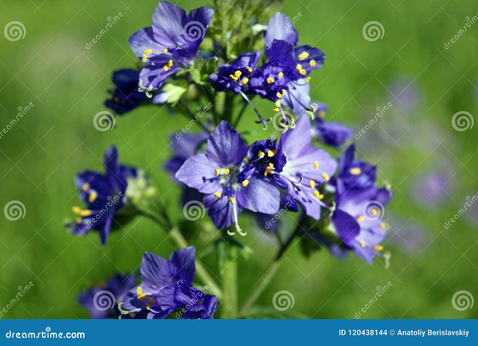 blue flowers polemonium caeruleum or jacob's-ladder