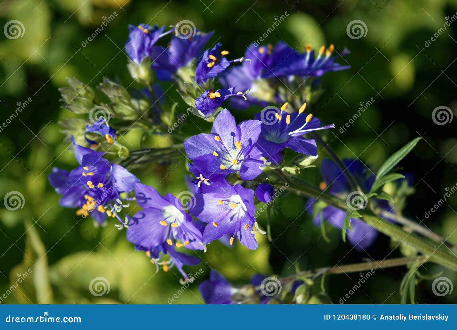 blue flowers polemonium caeruleum or jacob's-ladder
