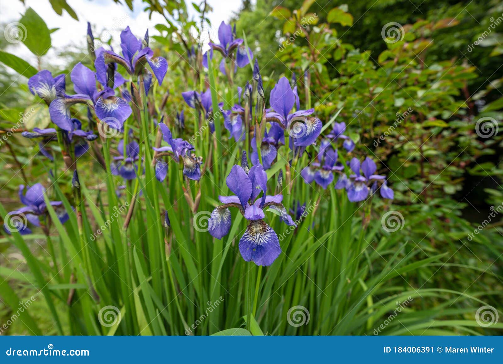 Blue Flowers of Siberian Iris Iris Sibirica with Long Green Grass Like ...