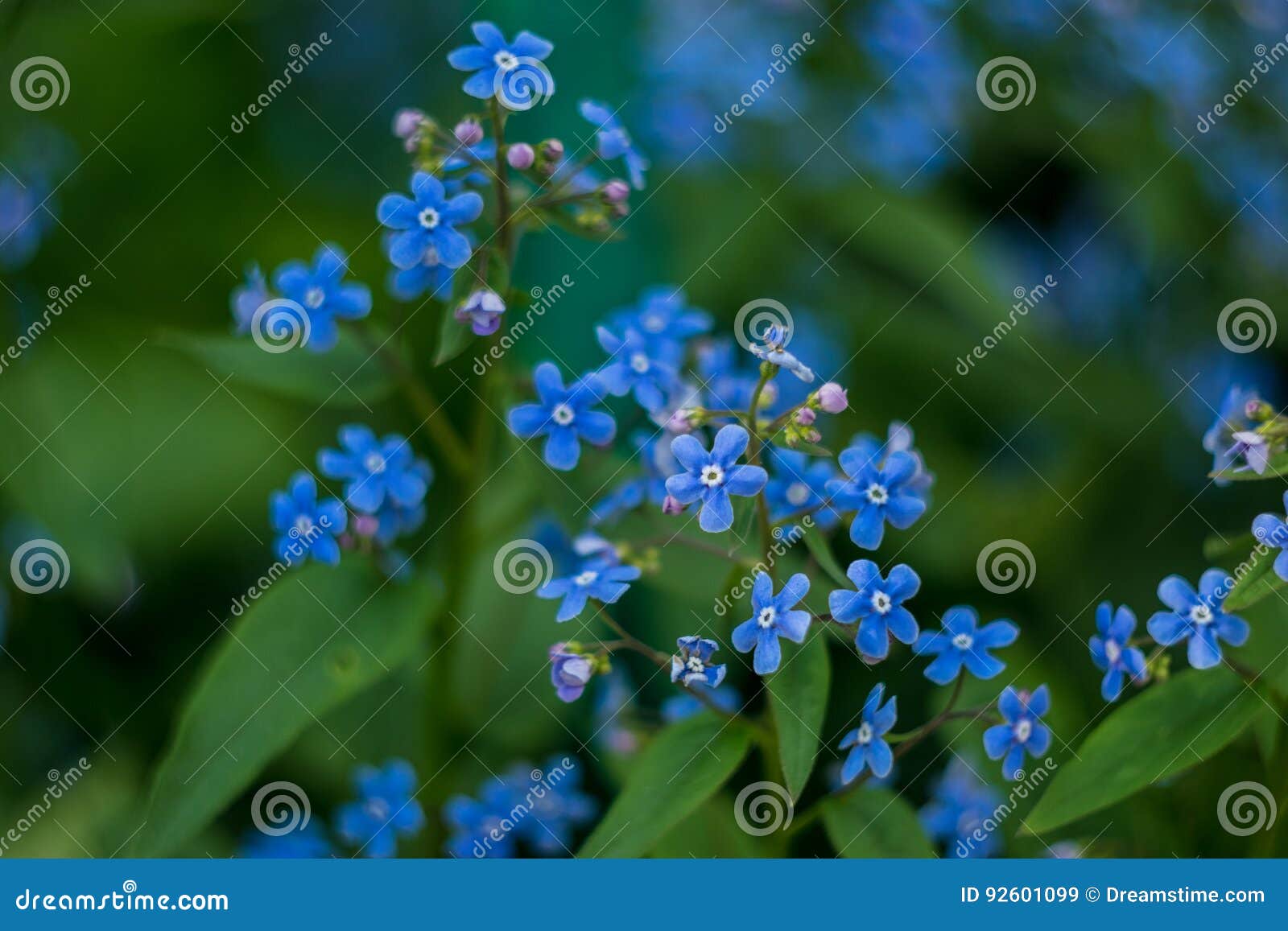 Blue flowers stock image. Image of flowers, colorful 92601099