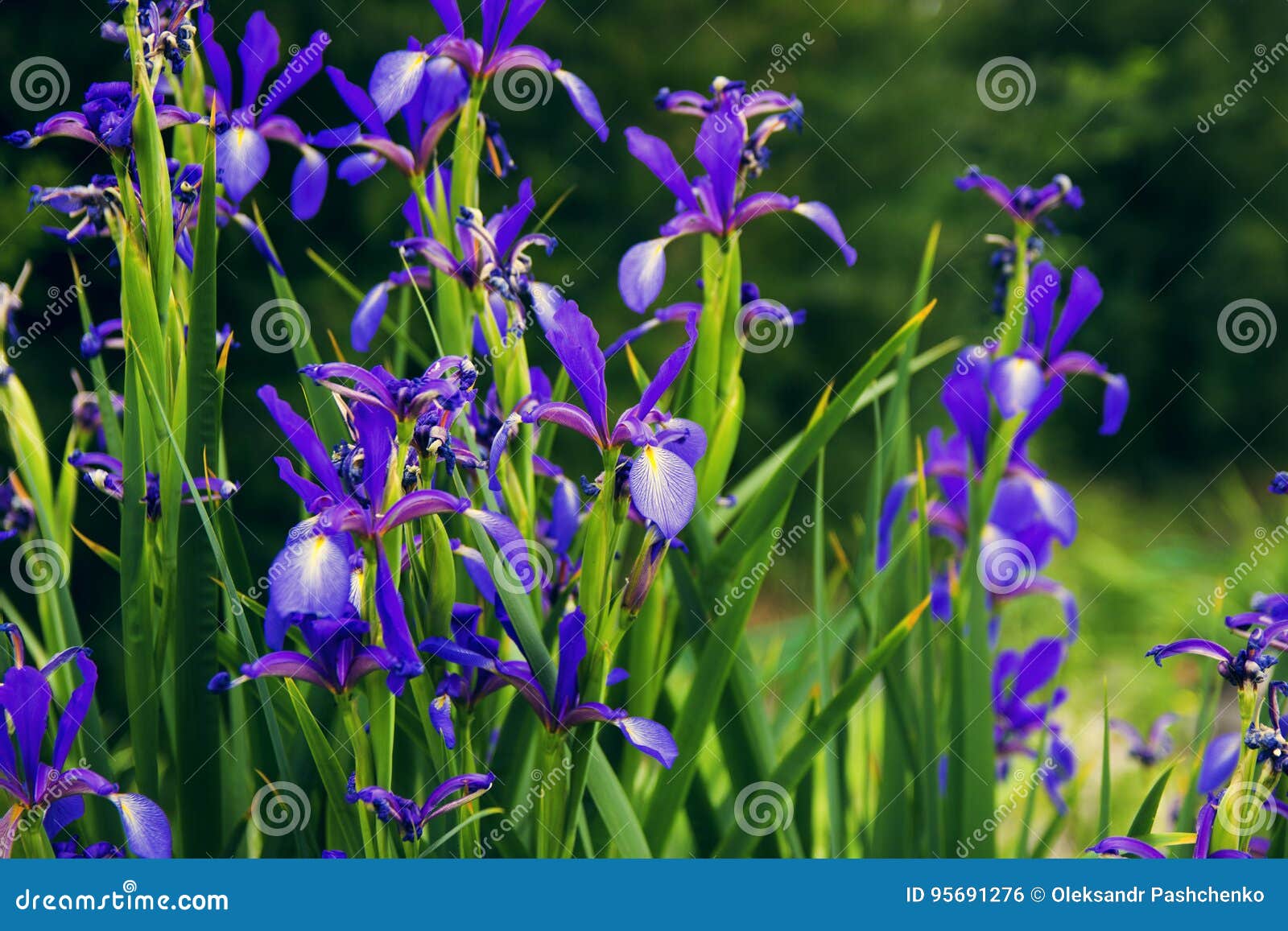 Blue Flowers in a Summer Garden Stock Photo - Image of flowers, green ...