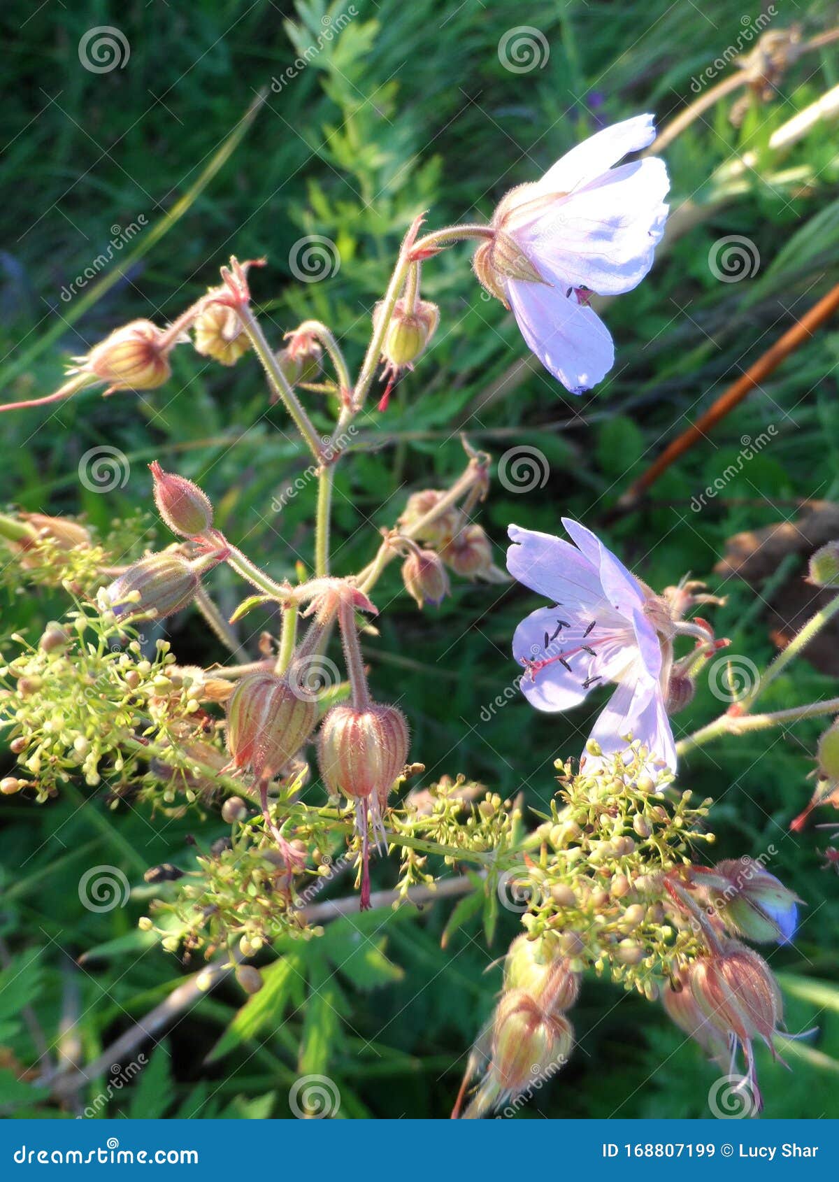 Blue Flowers in Tall Grass at Sunset in Midsummer Close Up 1 Stock Image Image of midsummer